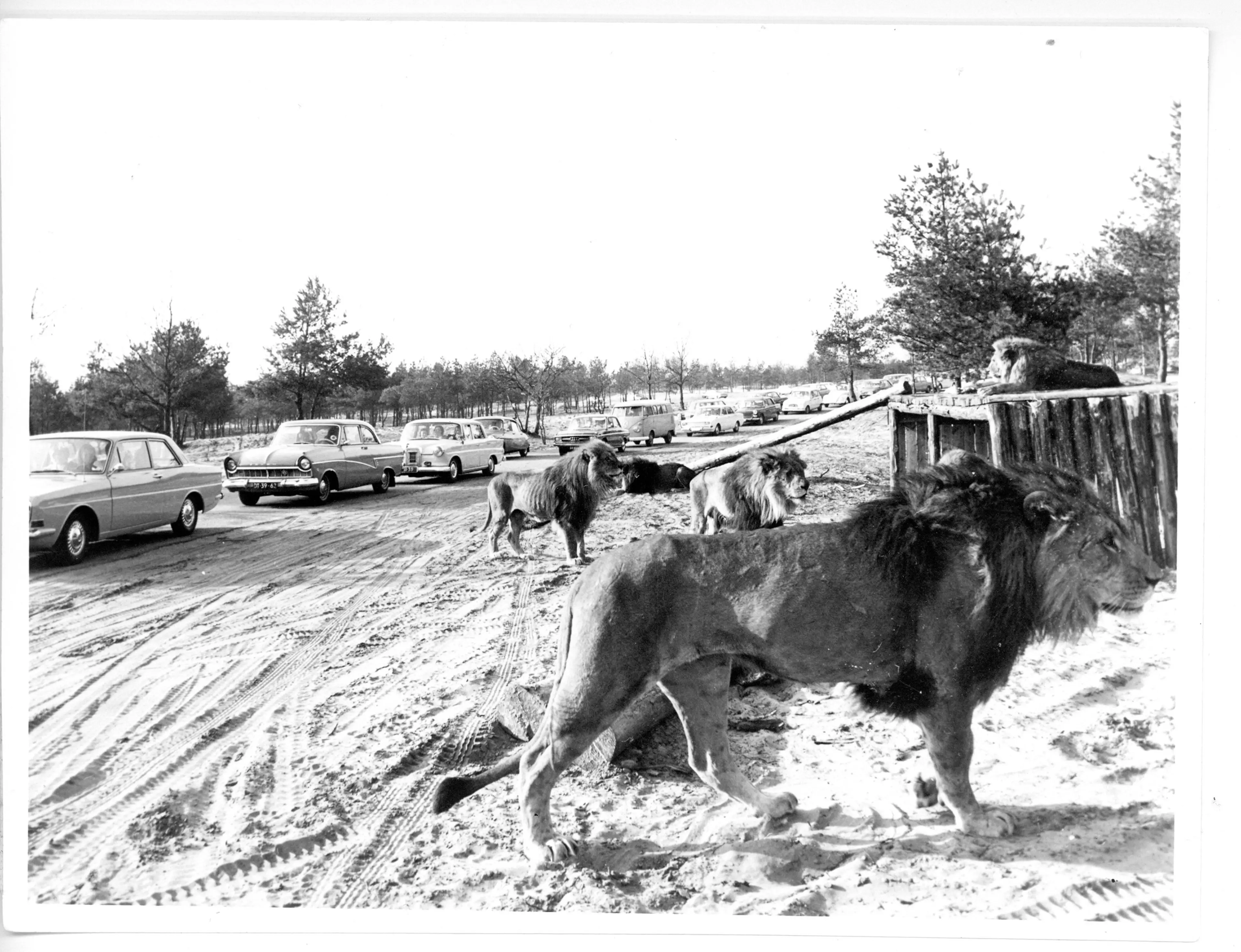 Archiefbeelden van leeuwenpark Beekse Bergen in 1971