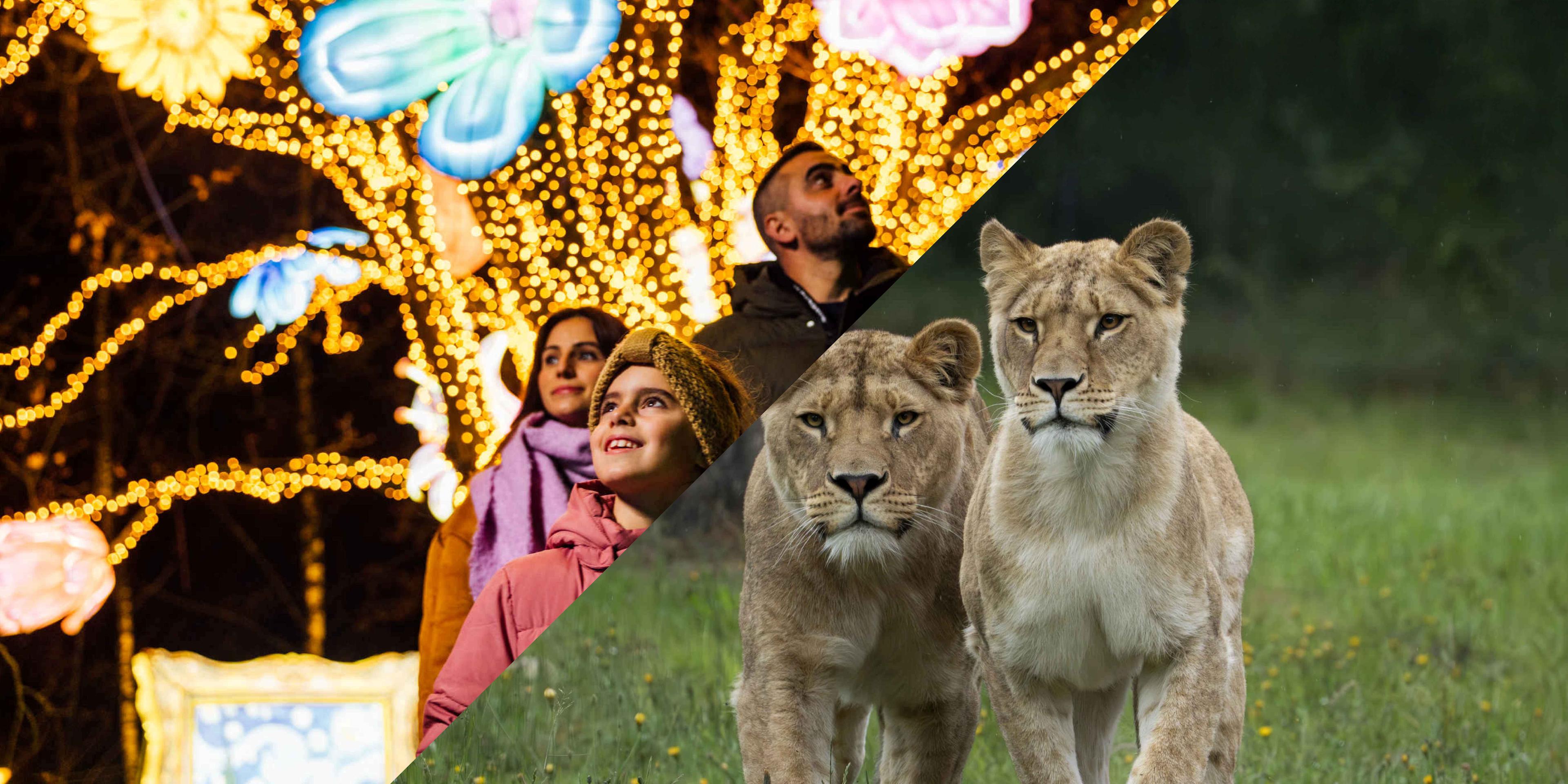 Afbeelding van Light Safari & het Safaripark