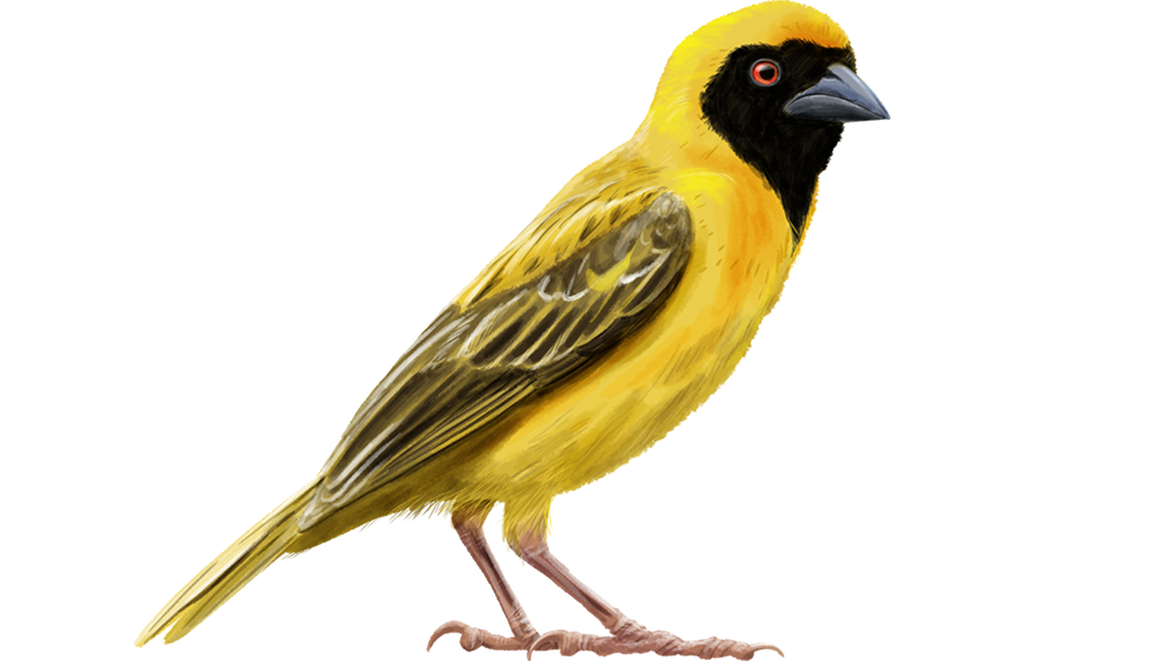 Grote Textorwever cut-out Safaripark Beekse Bergen