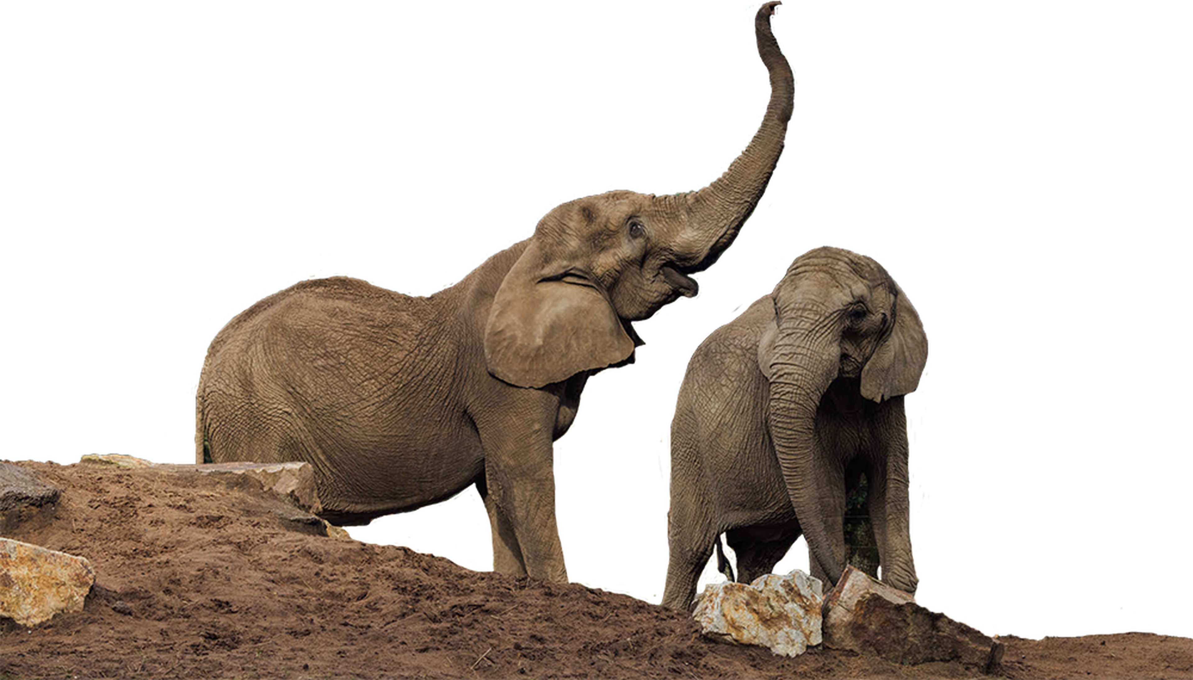 Cut-out olifanten in Safaripark beekse Bergen
