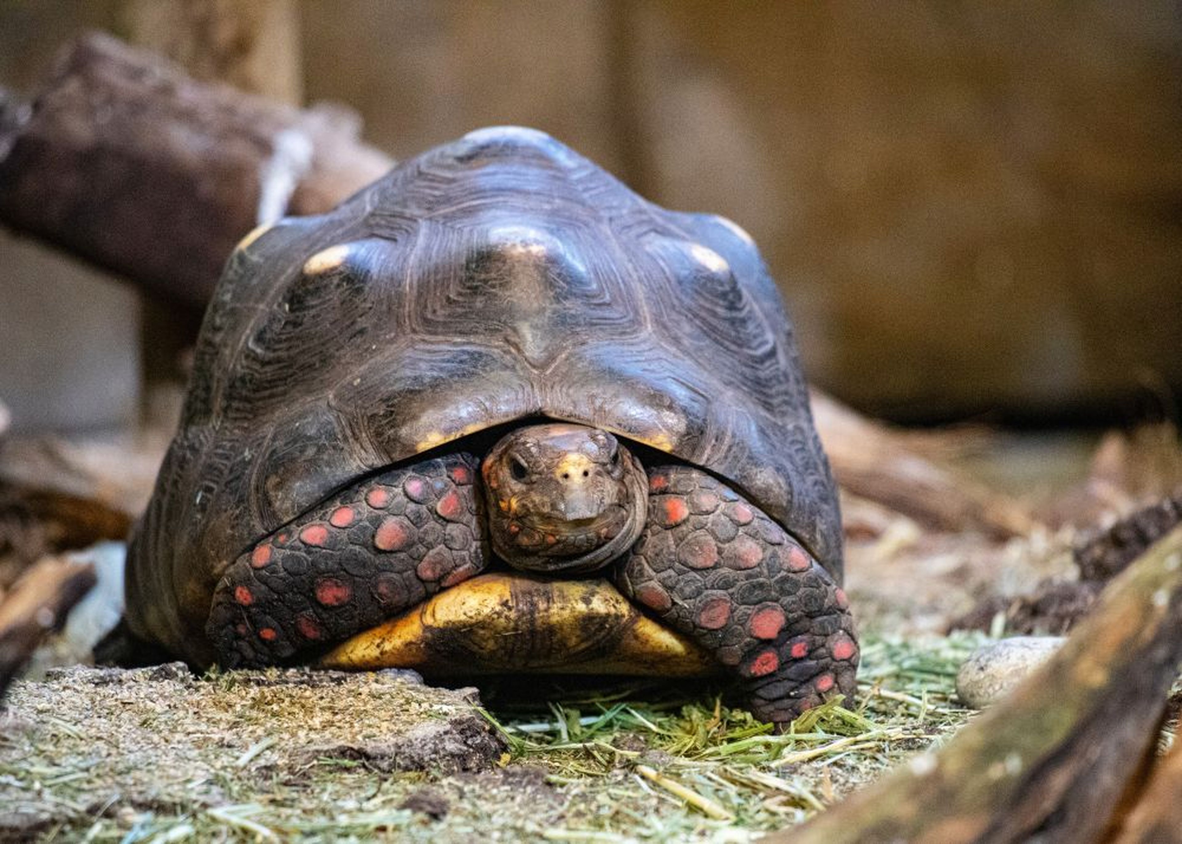 A tortoise with a dark, textured shell and red markings on its face rests on a blend of grass and wood in its habitat.
