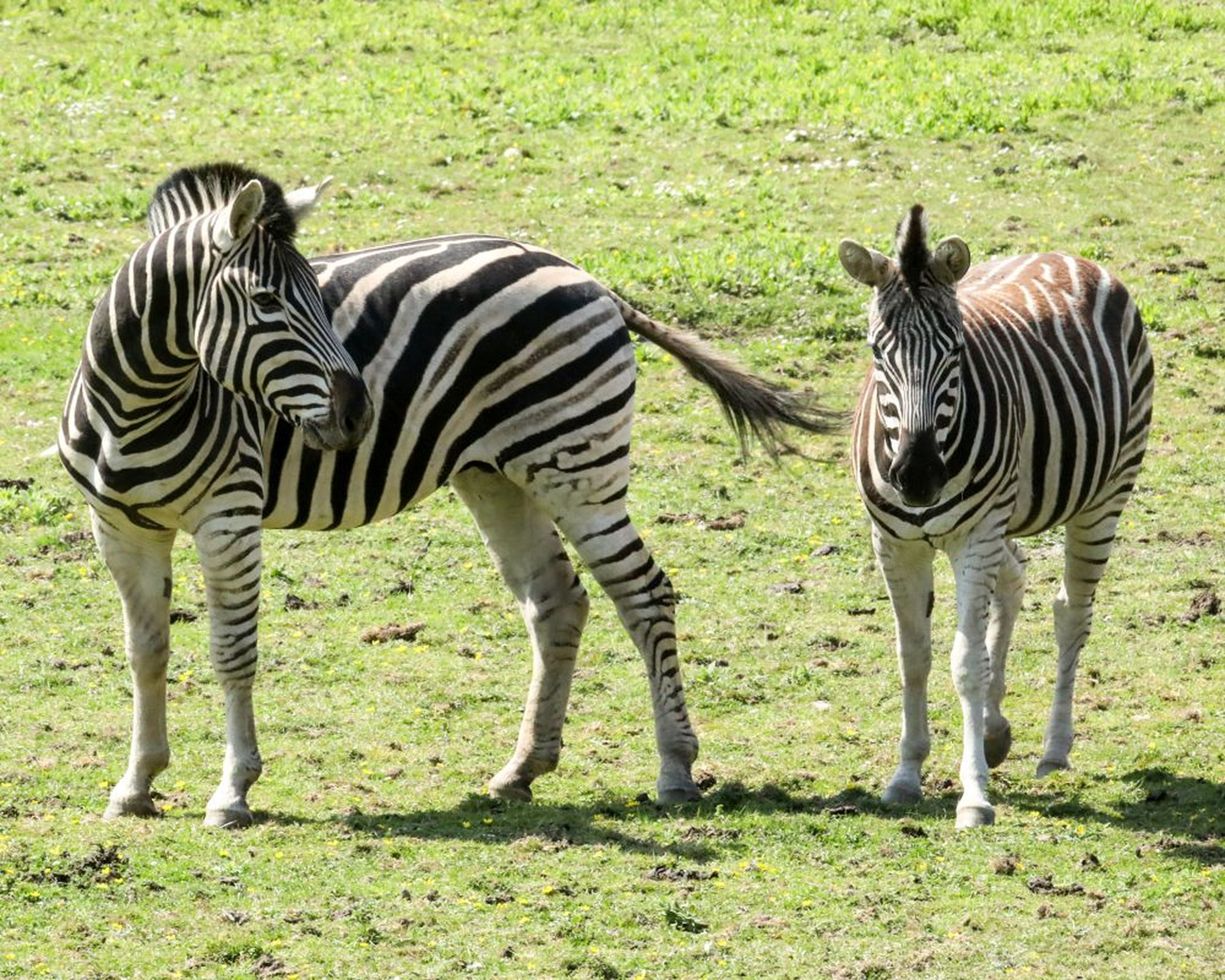 Two zebras standing on grassy terrain, facing forward. The zebras have distinctive black and white stripes, and the sun casts slight shadows.