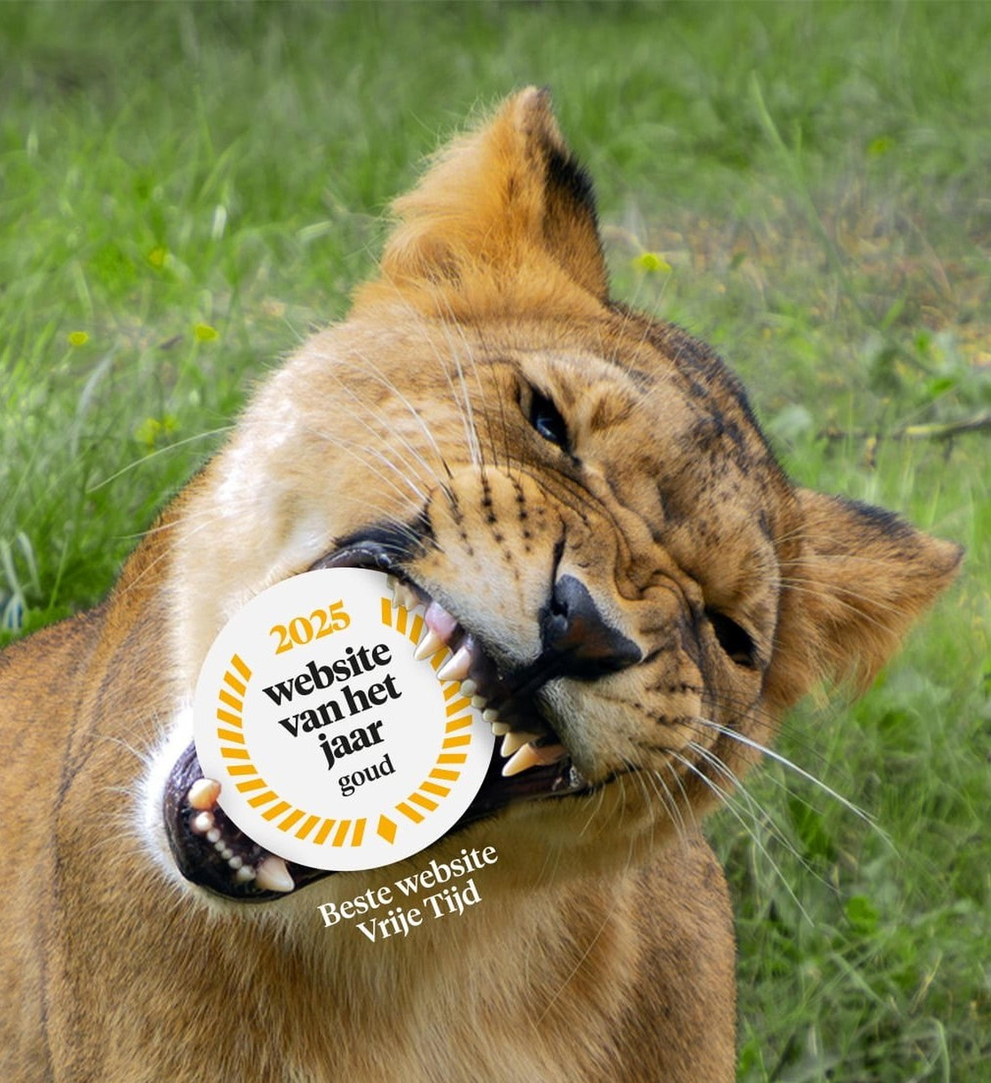 Close-up van een leeuw met website van het jaar award