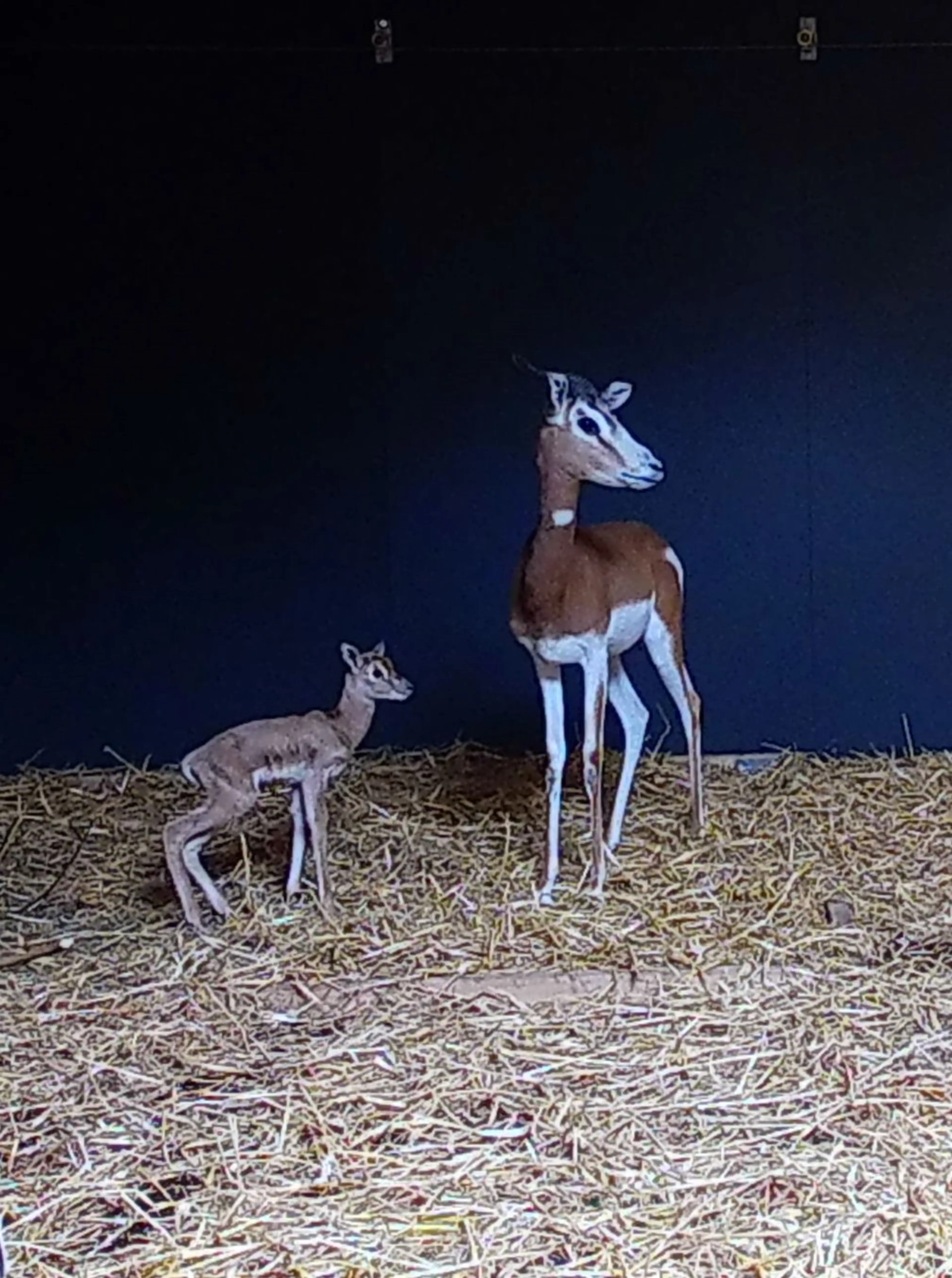 Geboorte mhorrgazelle jong in ZooParc