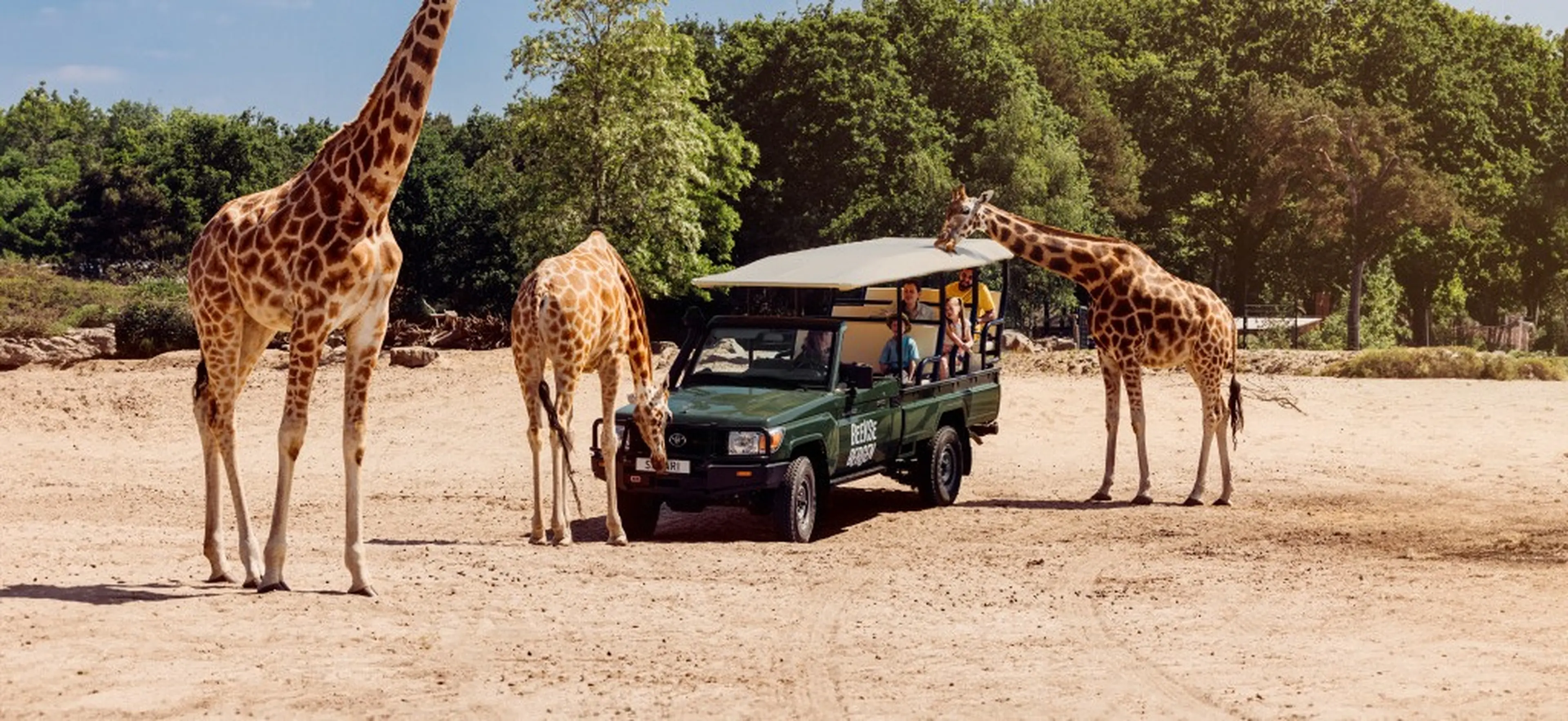 Een gamedrive staat op de savanne bij de giraffen bij Safaripark Beekse Bergen.