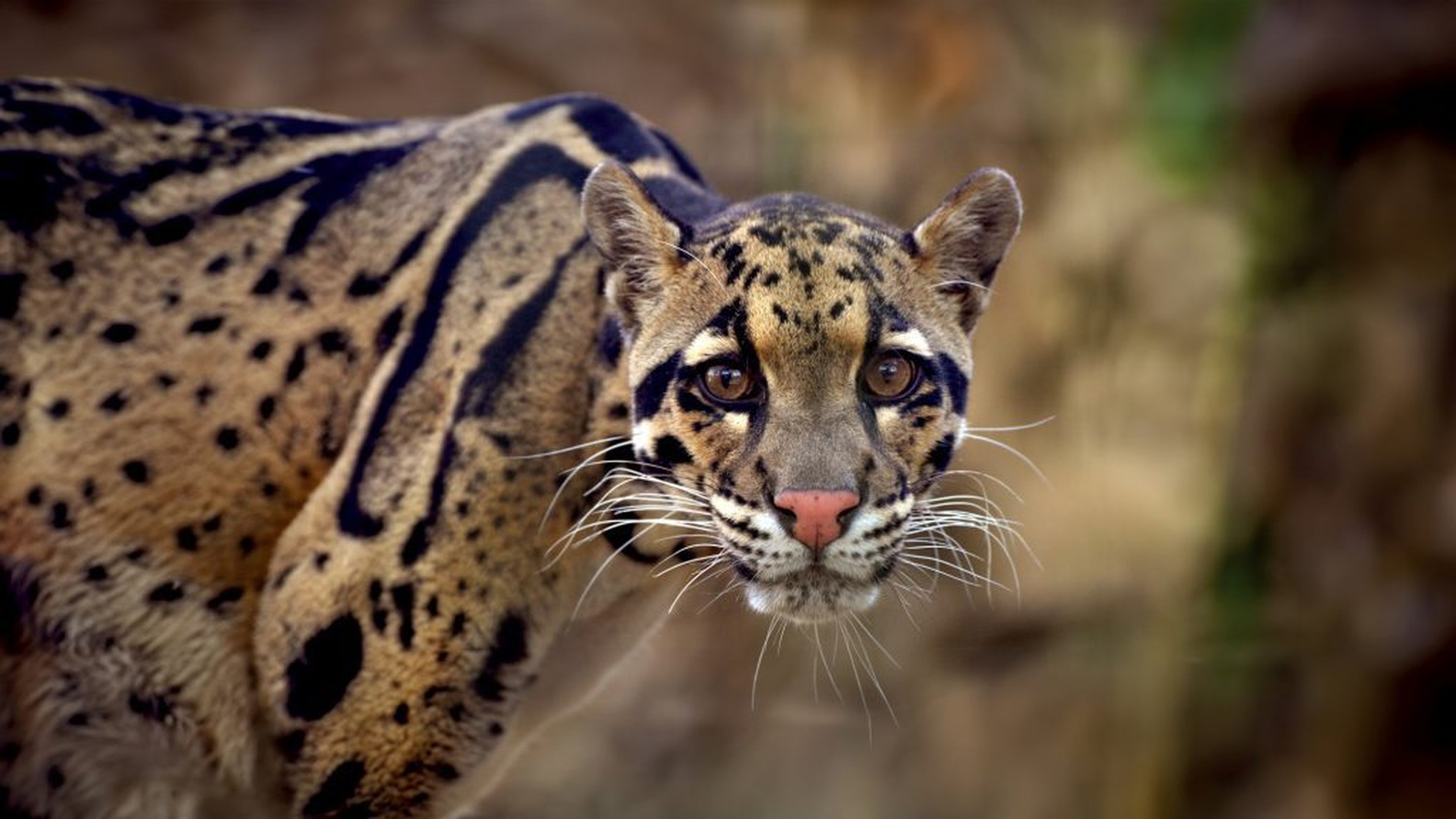 Nevelpanter ZooParc Overloon