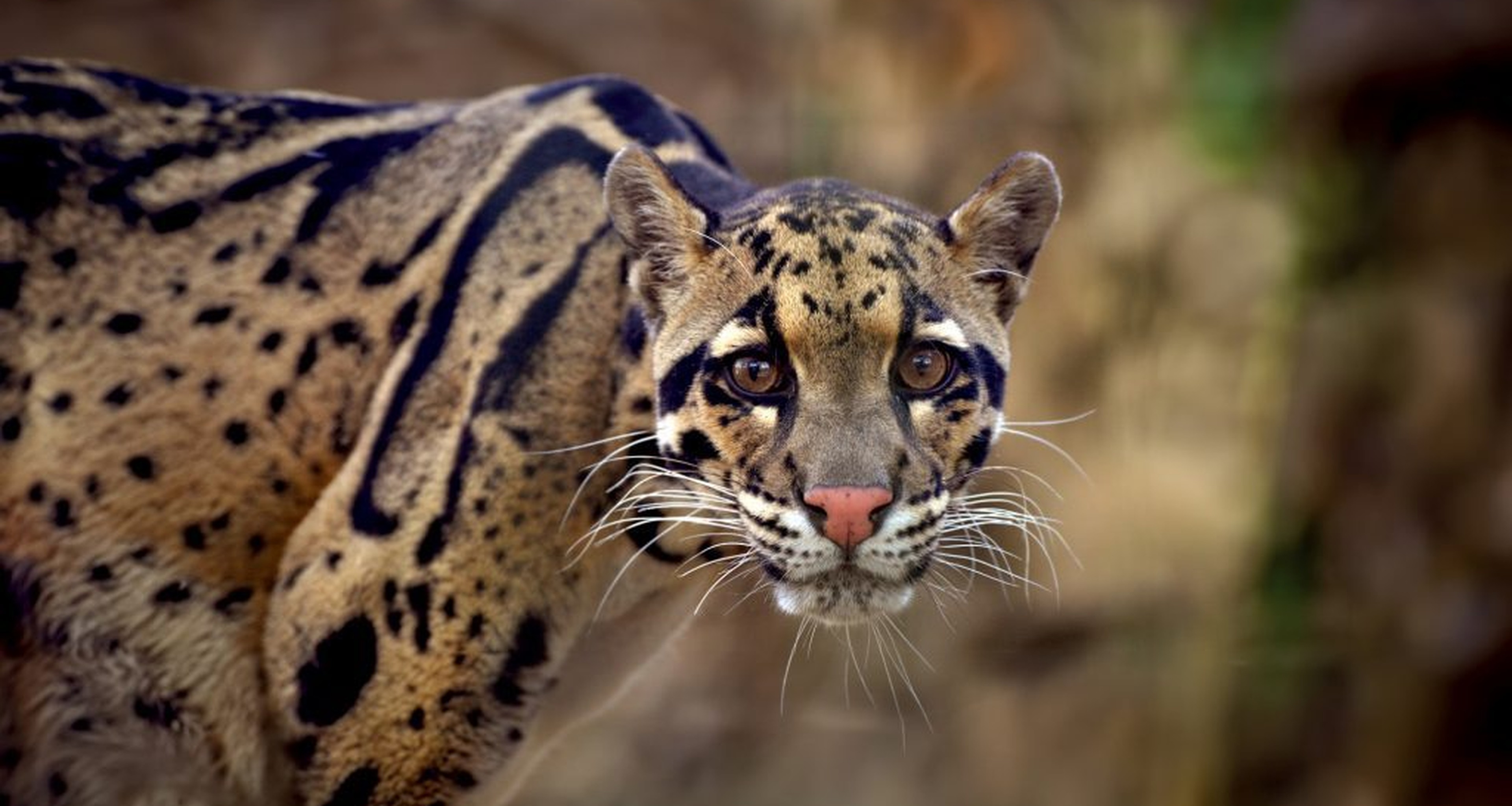 Nevelpanter ZooParc Overloon