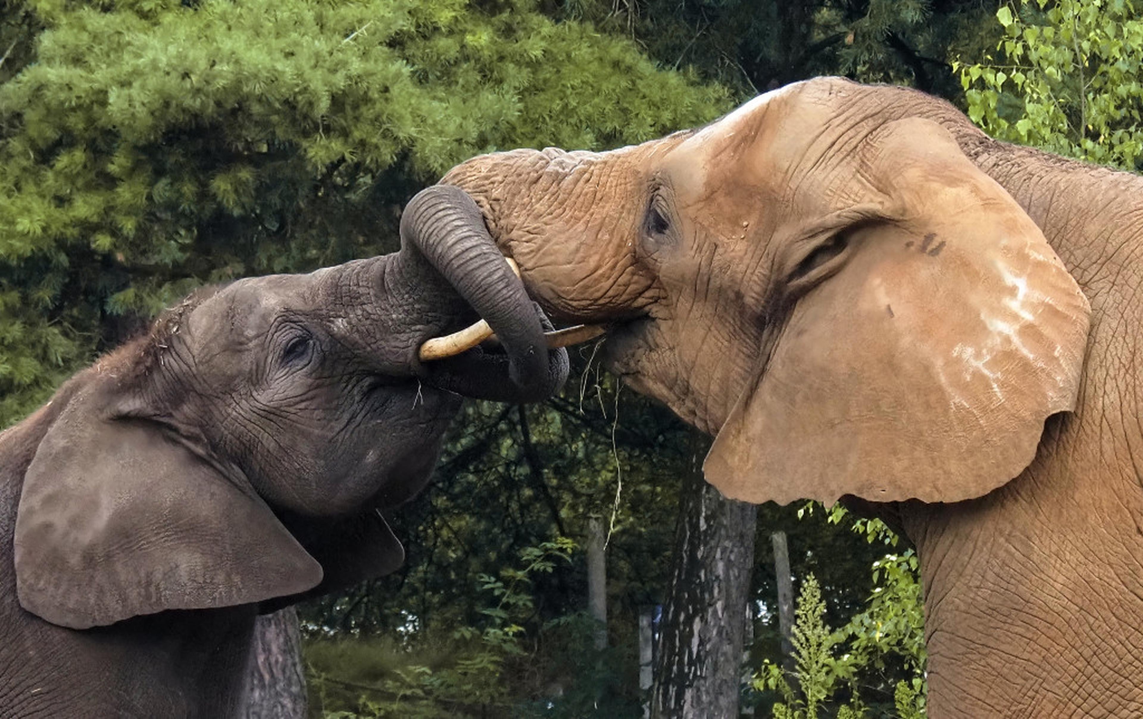 Olifanten groeten elkaar close-up in Safaripark Beekse Bergen