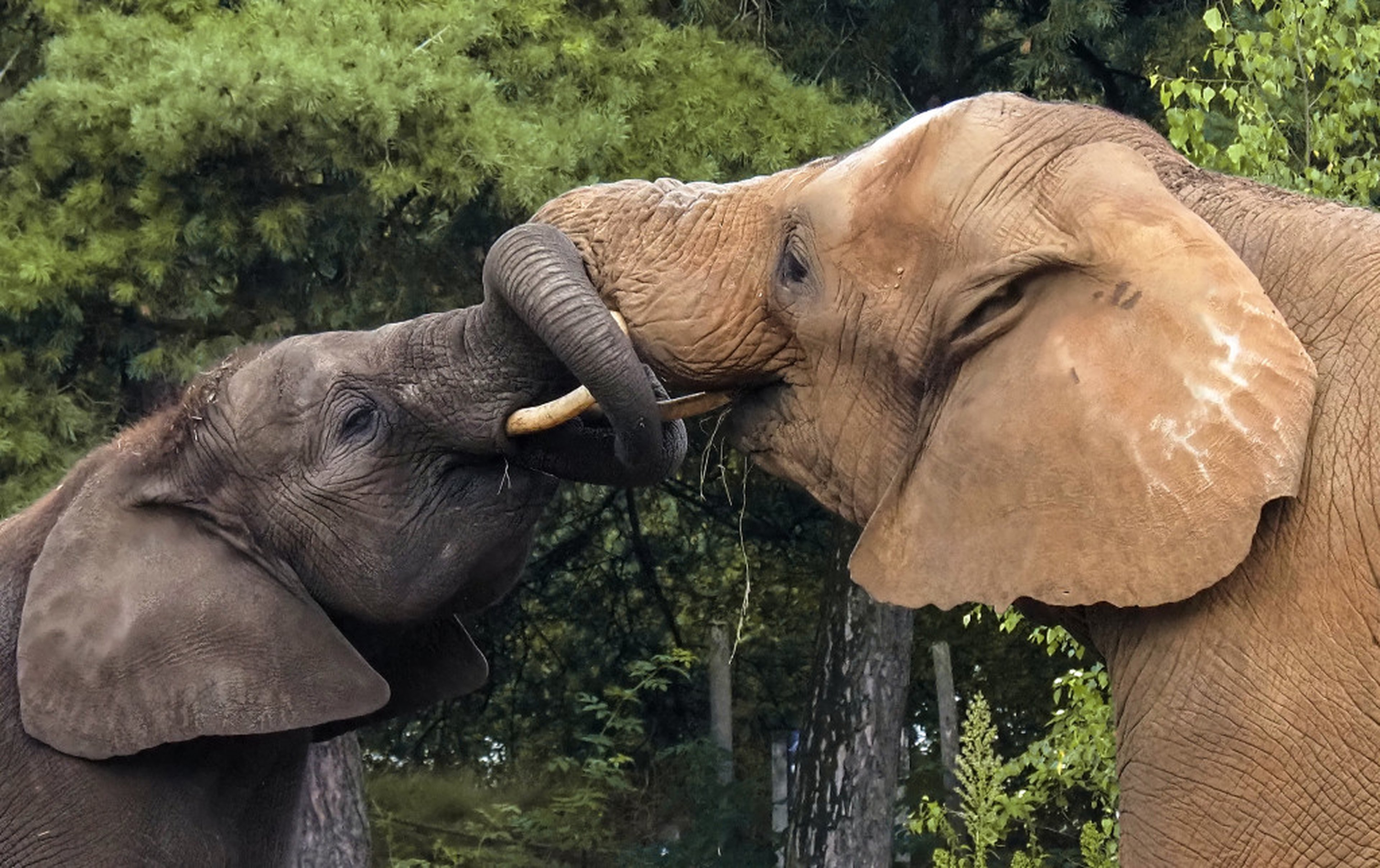 Olifanten groeten elkaar close-up in Safaripark Beekse Bergen