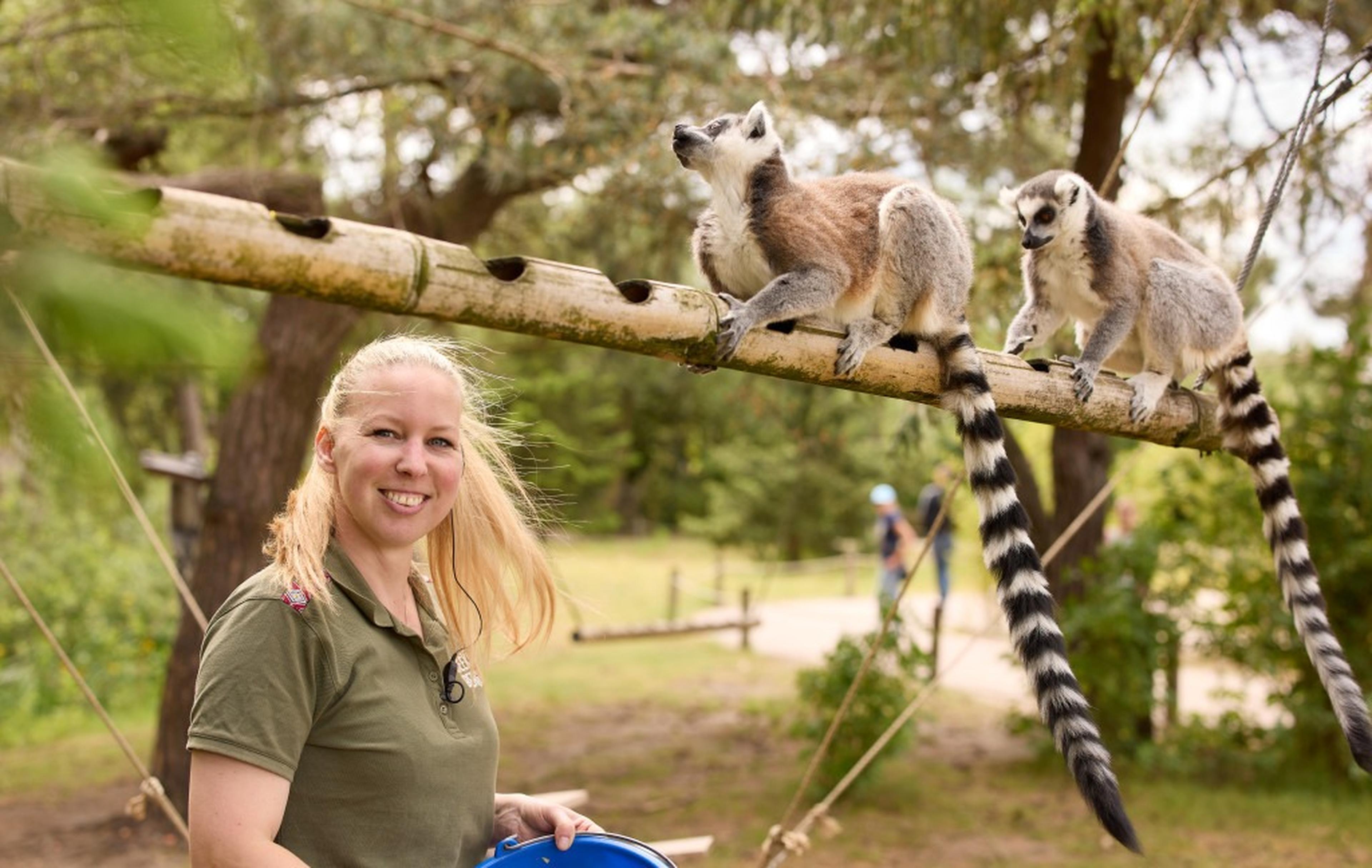 Een vrijwilliger geeft uitleg bij Edge of Afrika bij de ringstaartmaki's in Safaripark Beekse Bergen.
