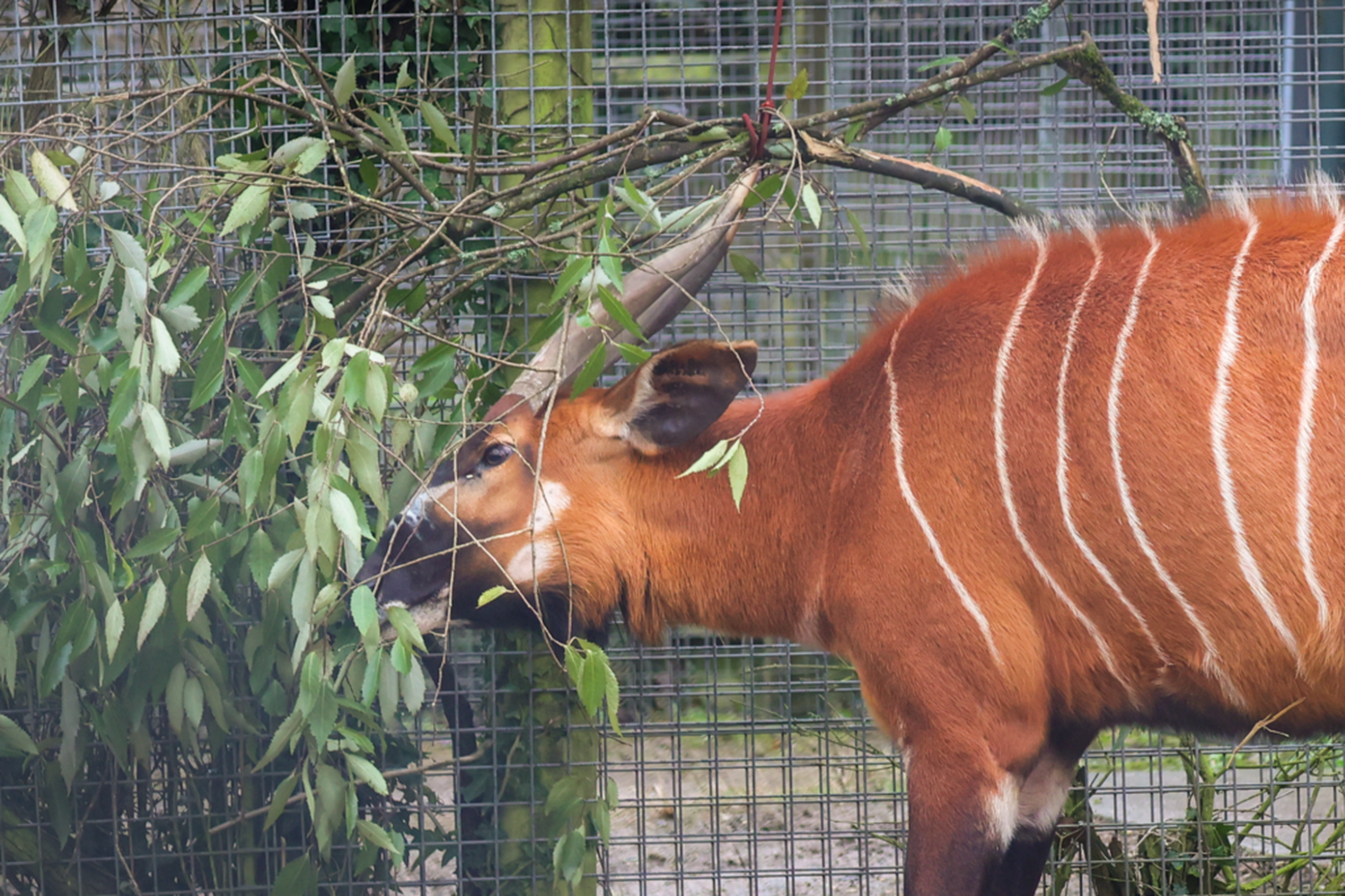 An eastern mountain bongo at Paignton Zoo enjoys specially harvested browse that was grown on site