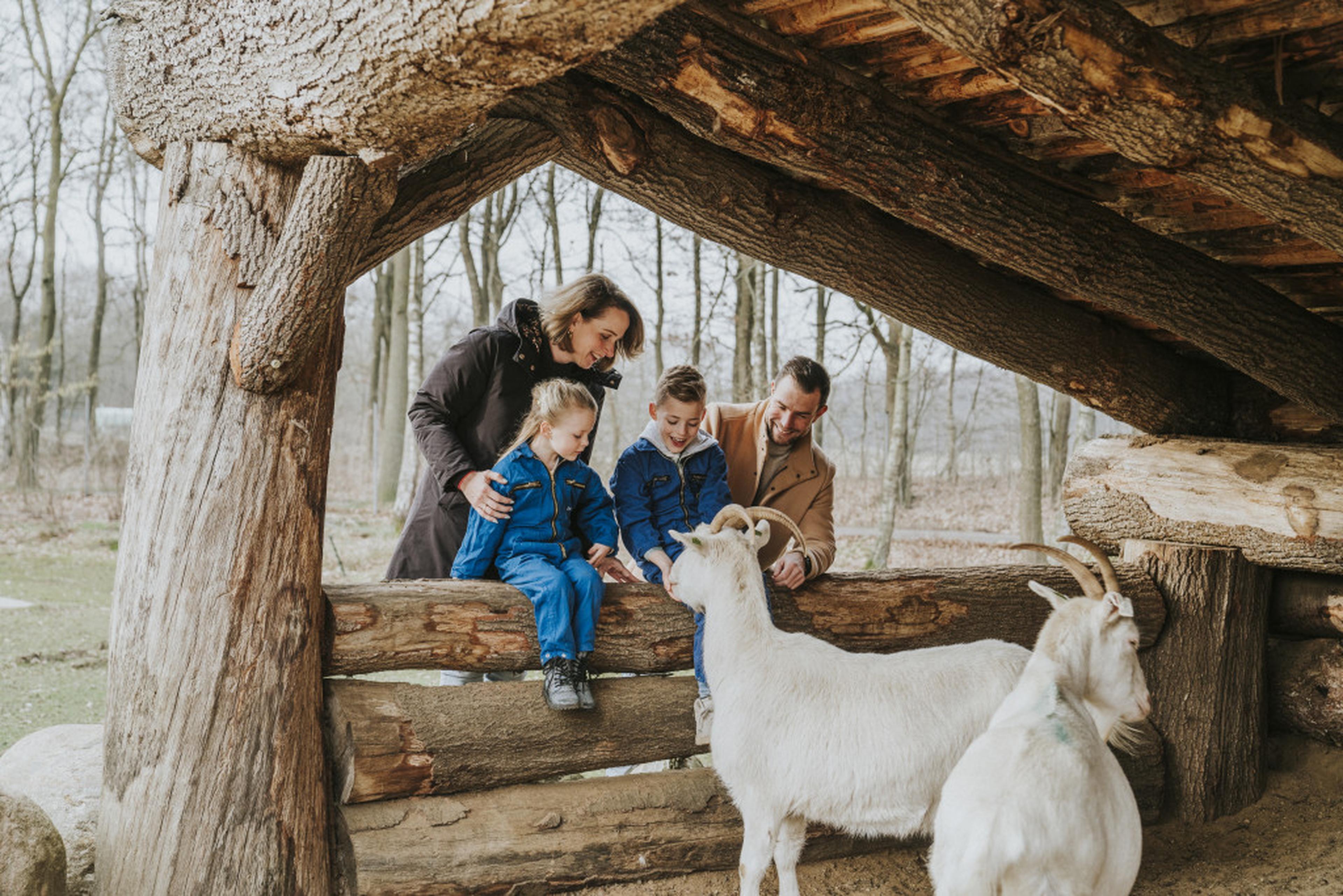 Gezin bij de geiten in de stal op Vakantiepark Dierenbos