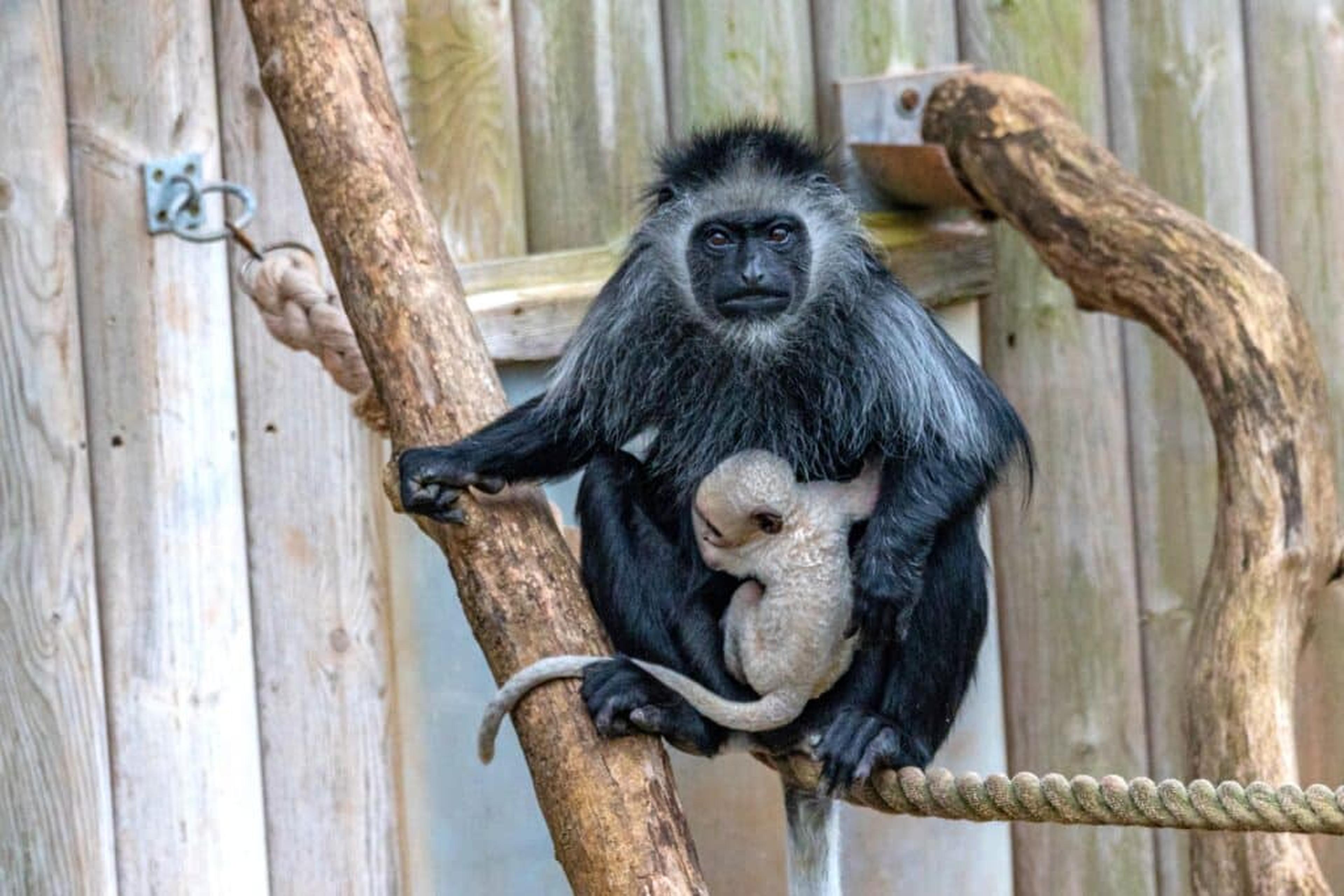 A king colobus monkey at Paignton Zoo holding her white baby