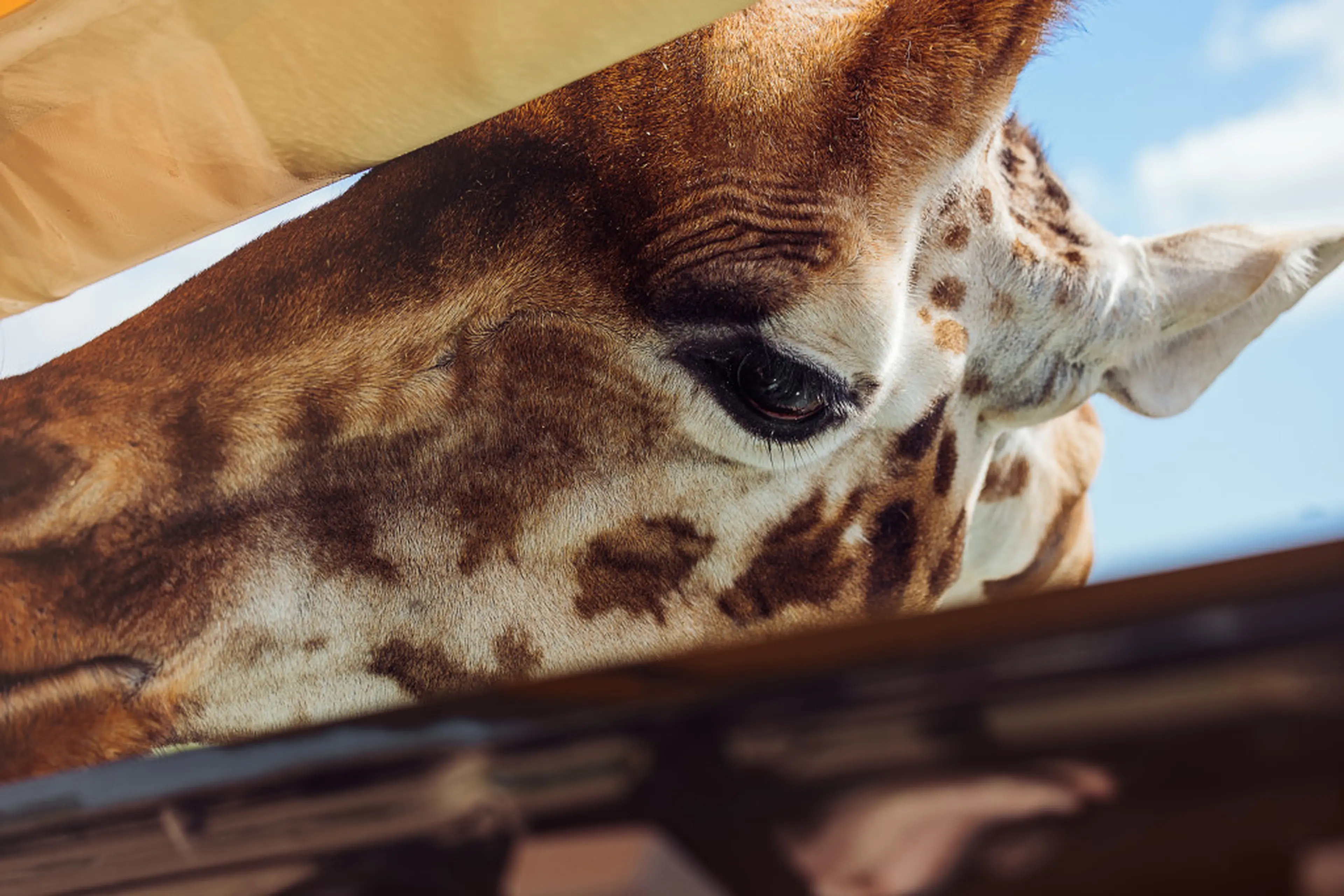 Close-up van een giraffe tijdens een Gamedrive in Safaripark Beekse Bergen