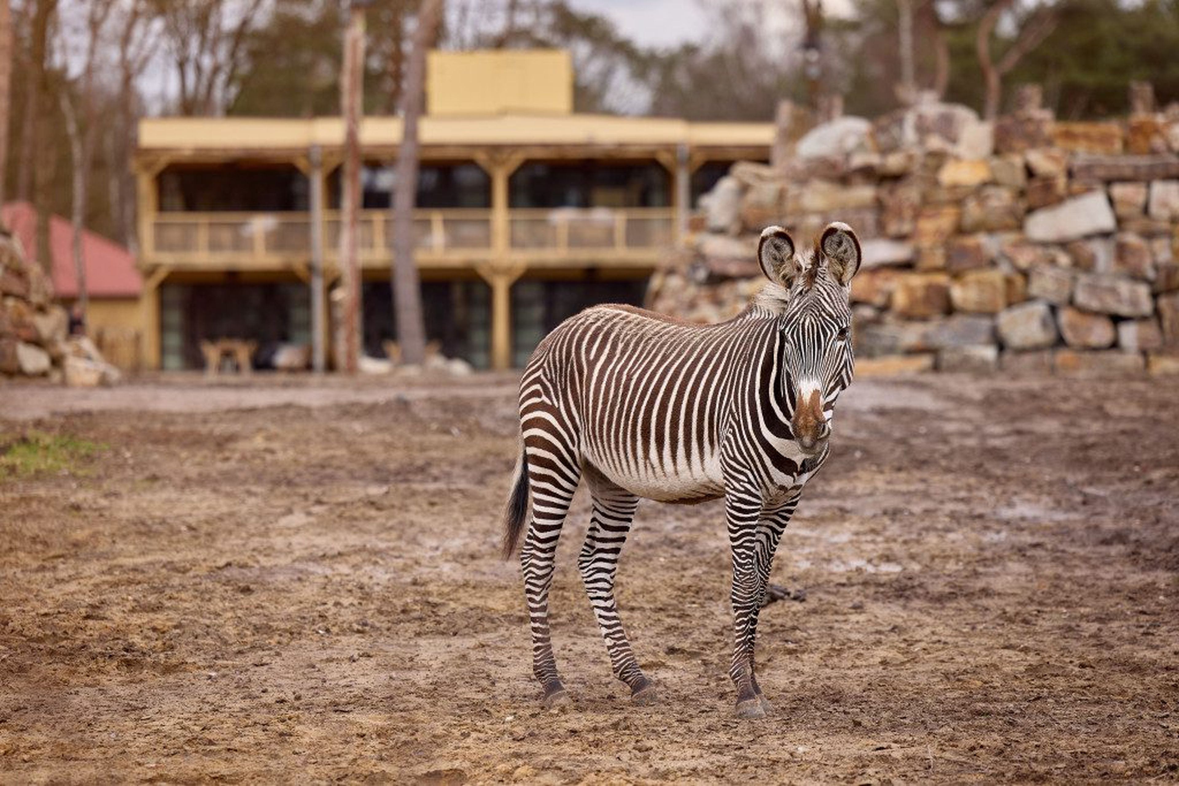Een zebra op de savanne tijdens de opening van Safari Hotel Beekse Bergen