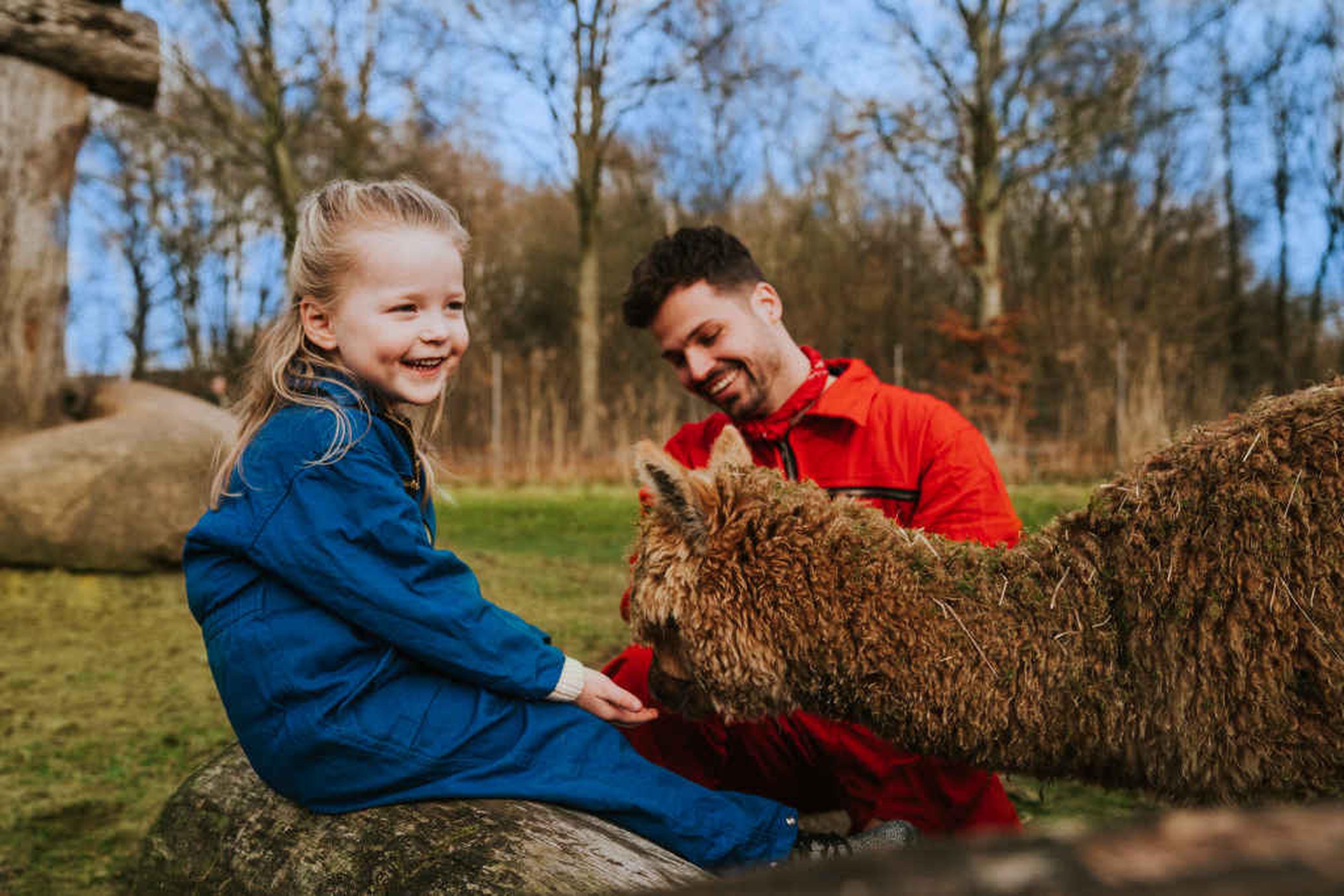 Een meisje neemt een kijkje bij de alpaca's samen met de dierenverzorger