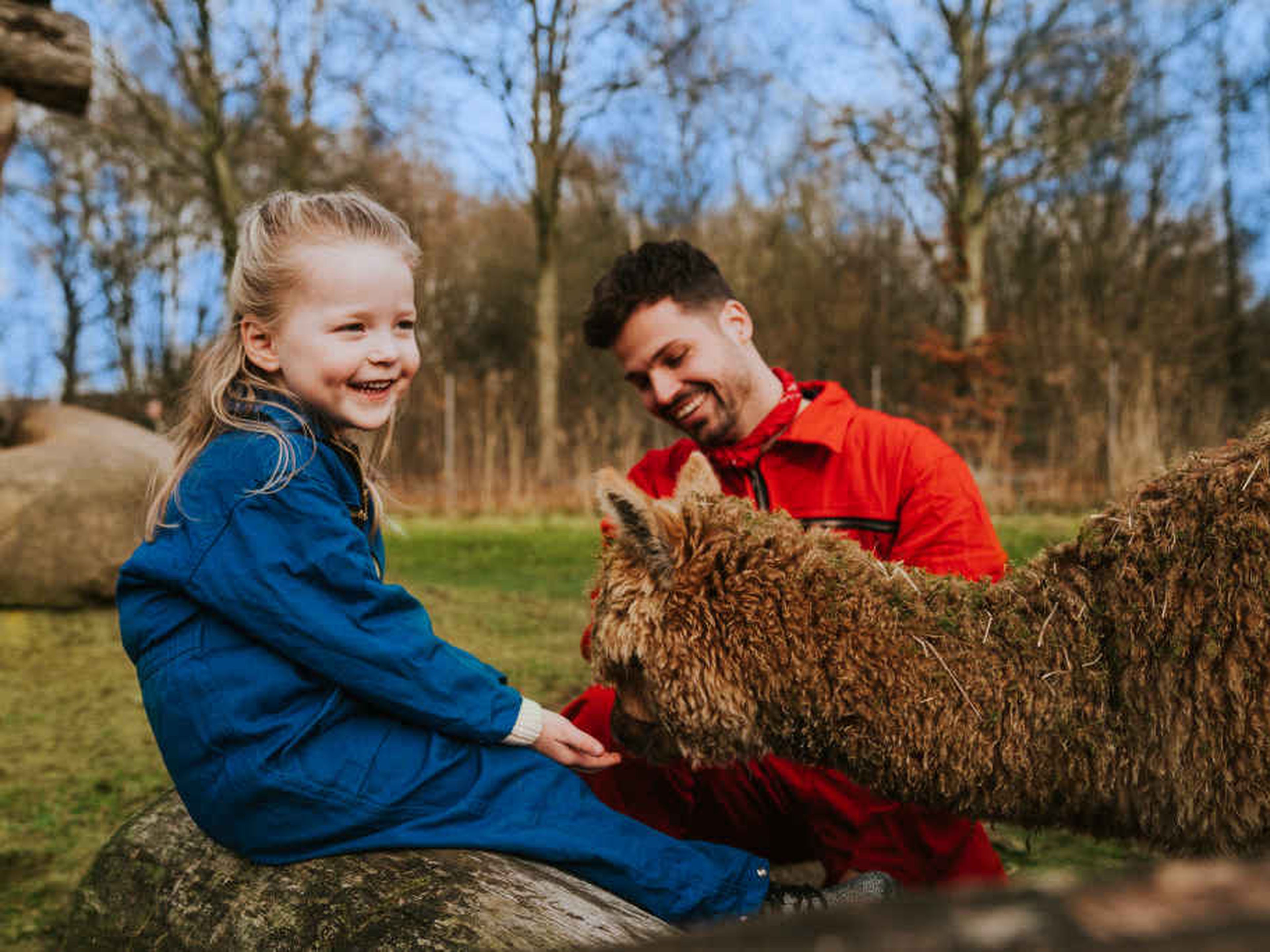 Een meisje neemt een kijkje bij de alpaca's samen met de dierenverzorger
