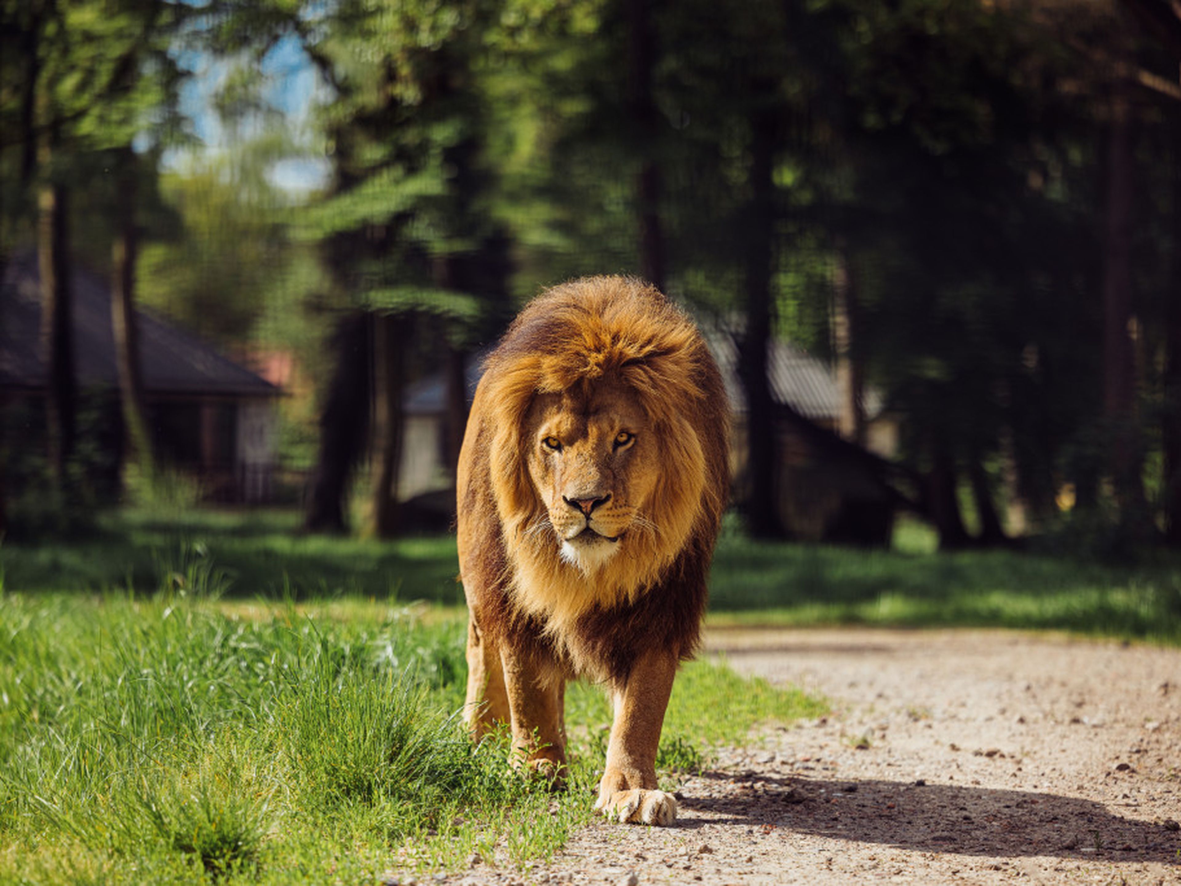Leeuw vlakbij Lodges in Safari Resort Beekse Bergen