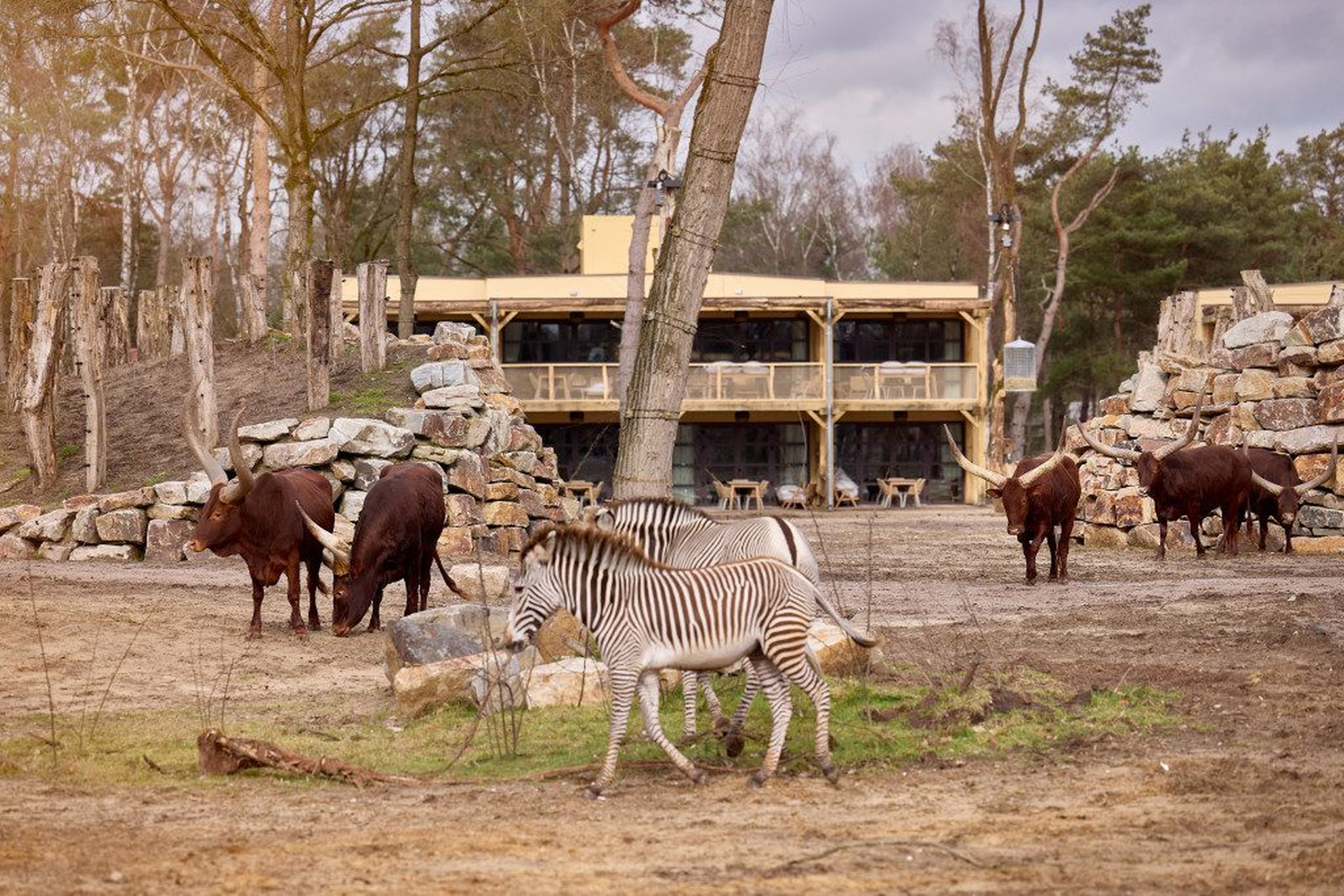 De savanne van Safari Hotel Beekse Bergen tijdens de opening.