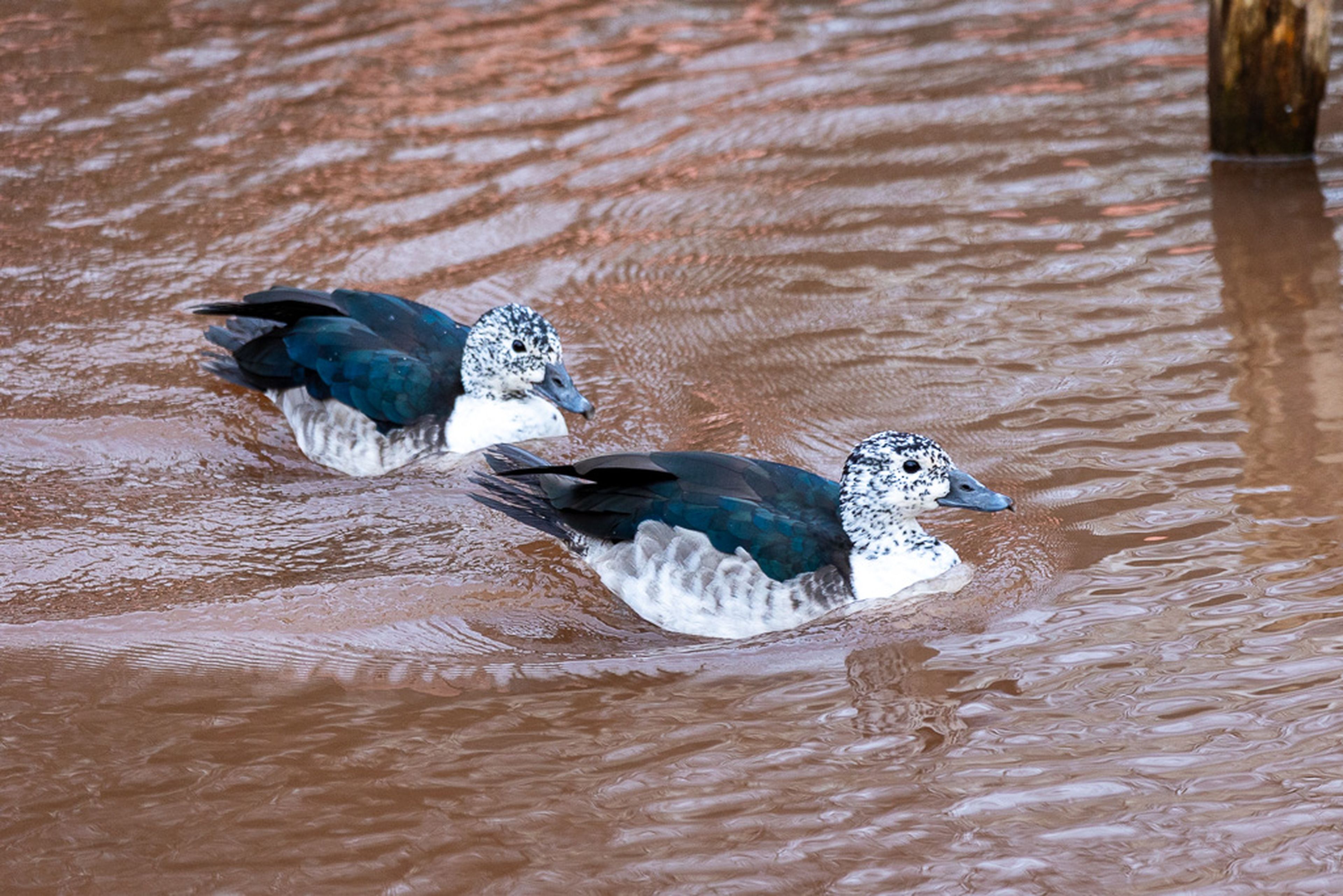 Two speckled ducks with dark wings and white heads swim in muddy water, creating V-shaped ripples behind them.