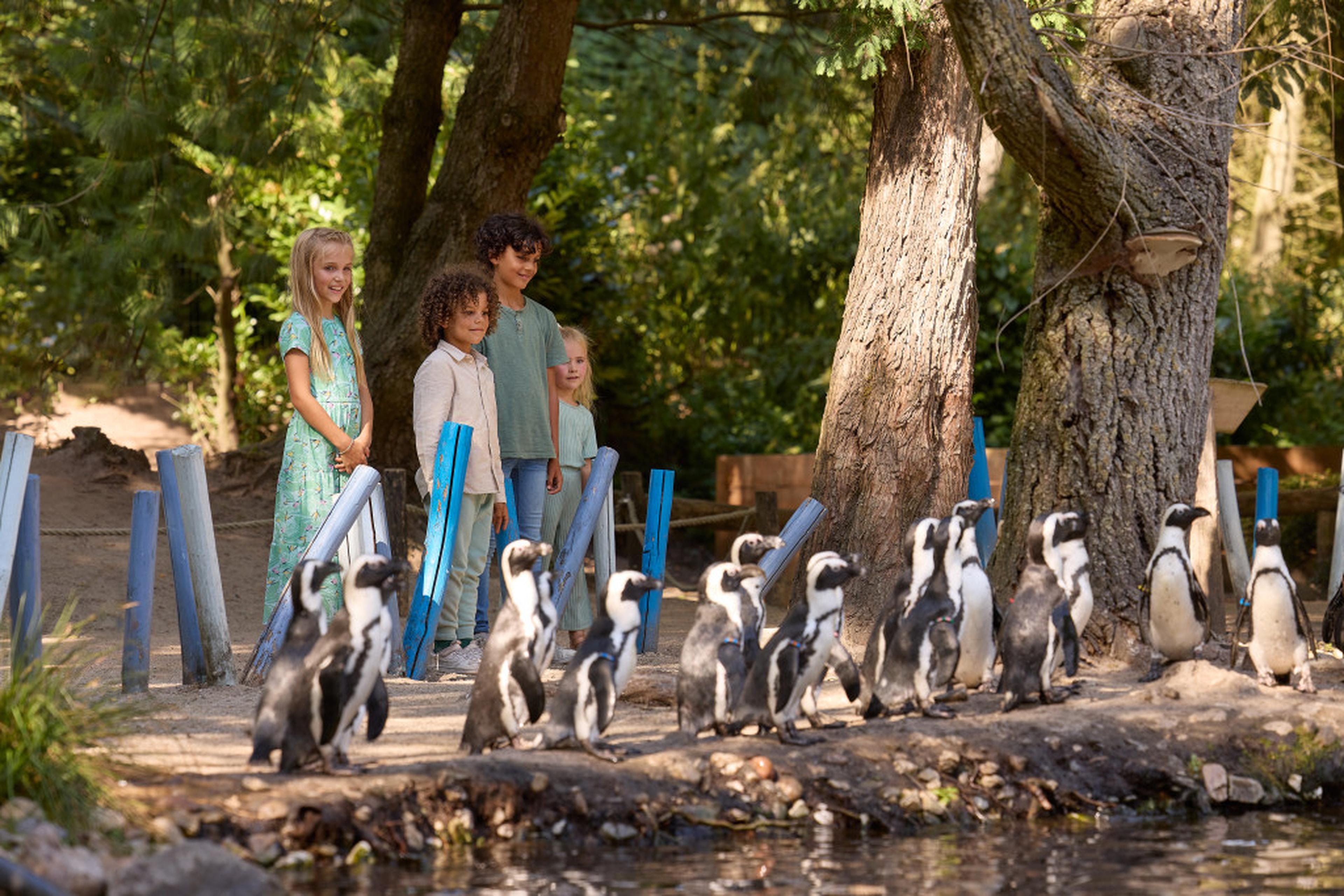 Kinderen kijken naar pinguins in dierentuin ZooParc Overloon