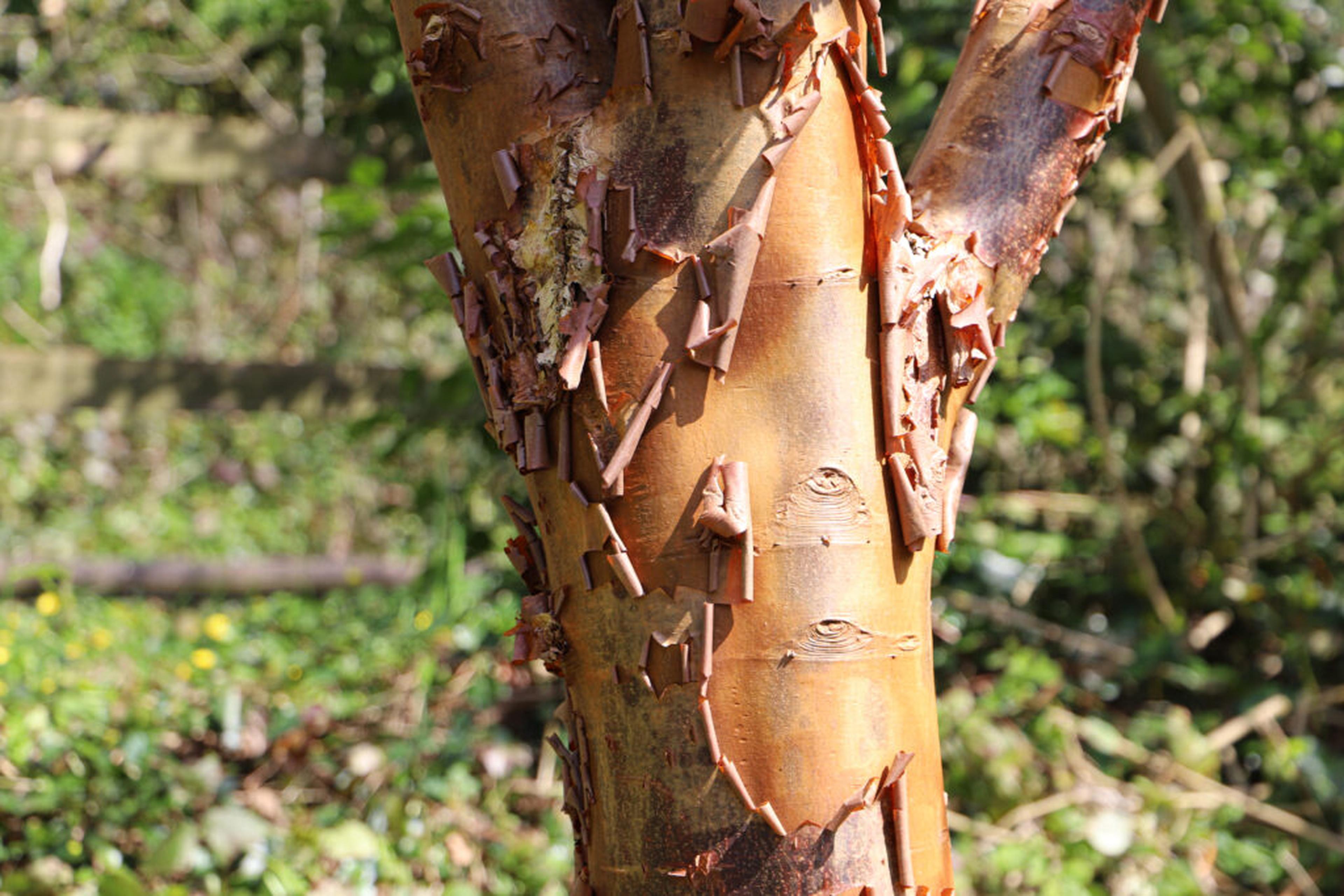 Paperbark maple (Acer griseum) at Paignton Zoo, which is particularly endangered in the wild. Unlike most trees that are endangered, this one’s challenge is that it doesn’t produce many viable seeds