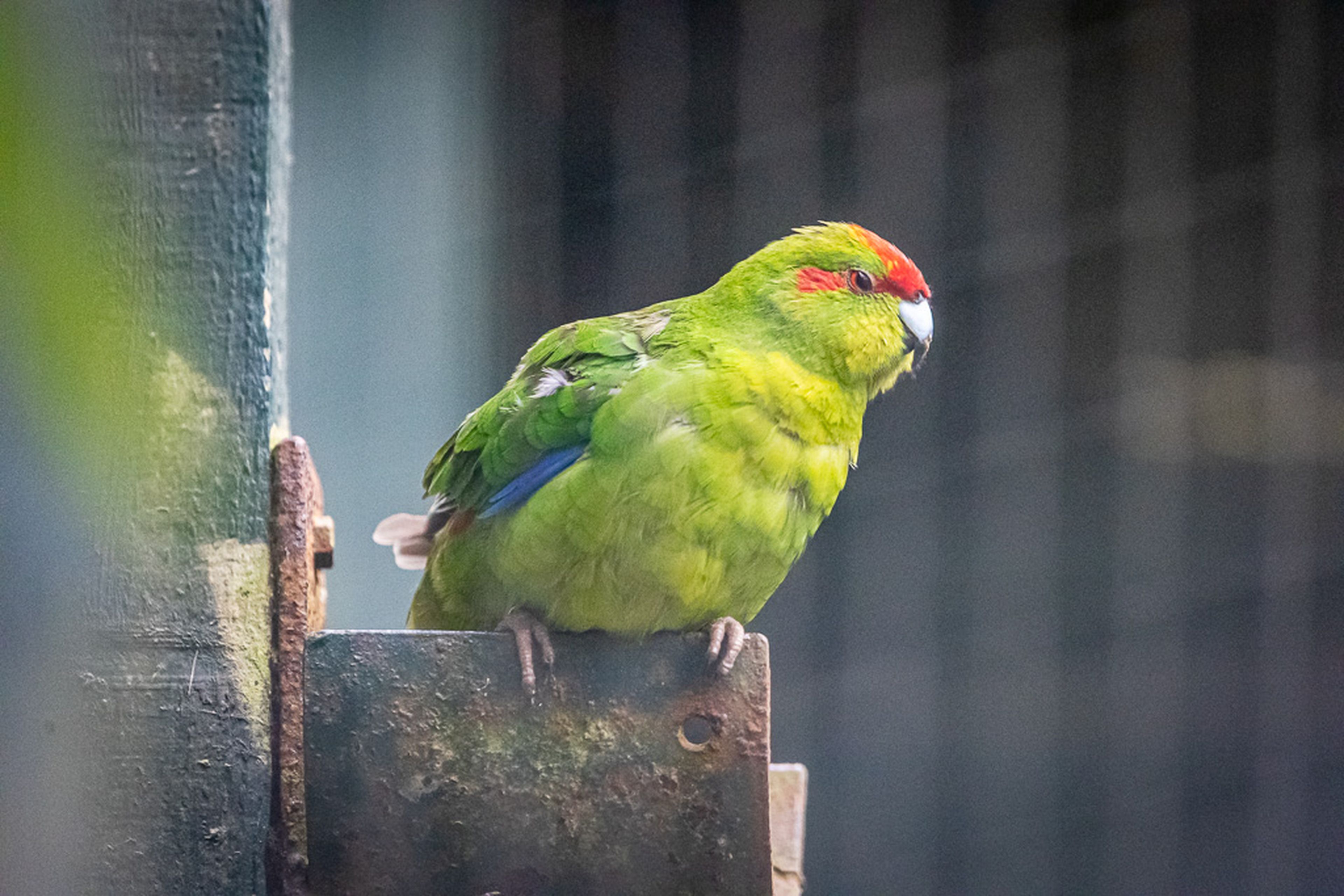 Bright green parrot with a red forehead and blue wing accents perched on a metal surface, against a blurred cage background.