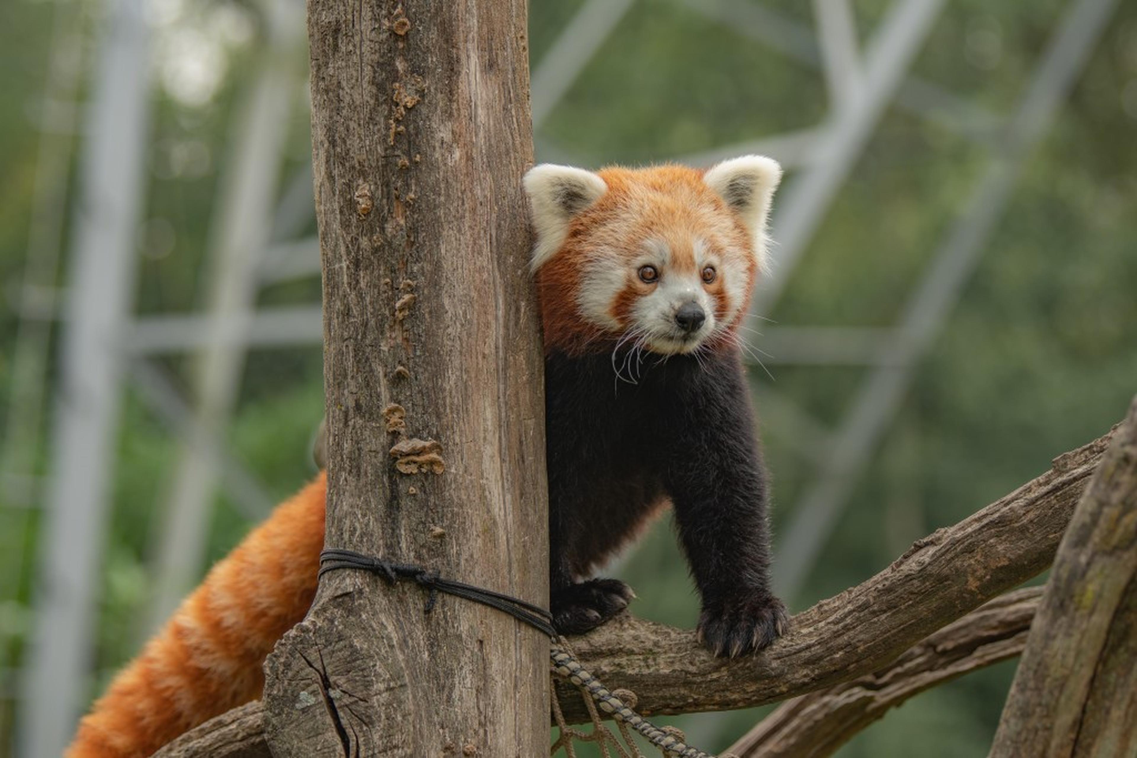 Een rode panda klimt in een boom bij Eindhoven Zoo.