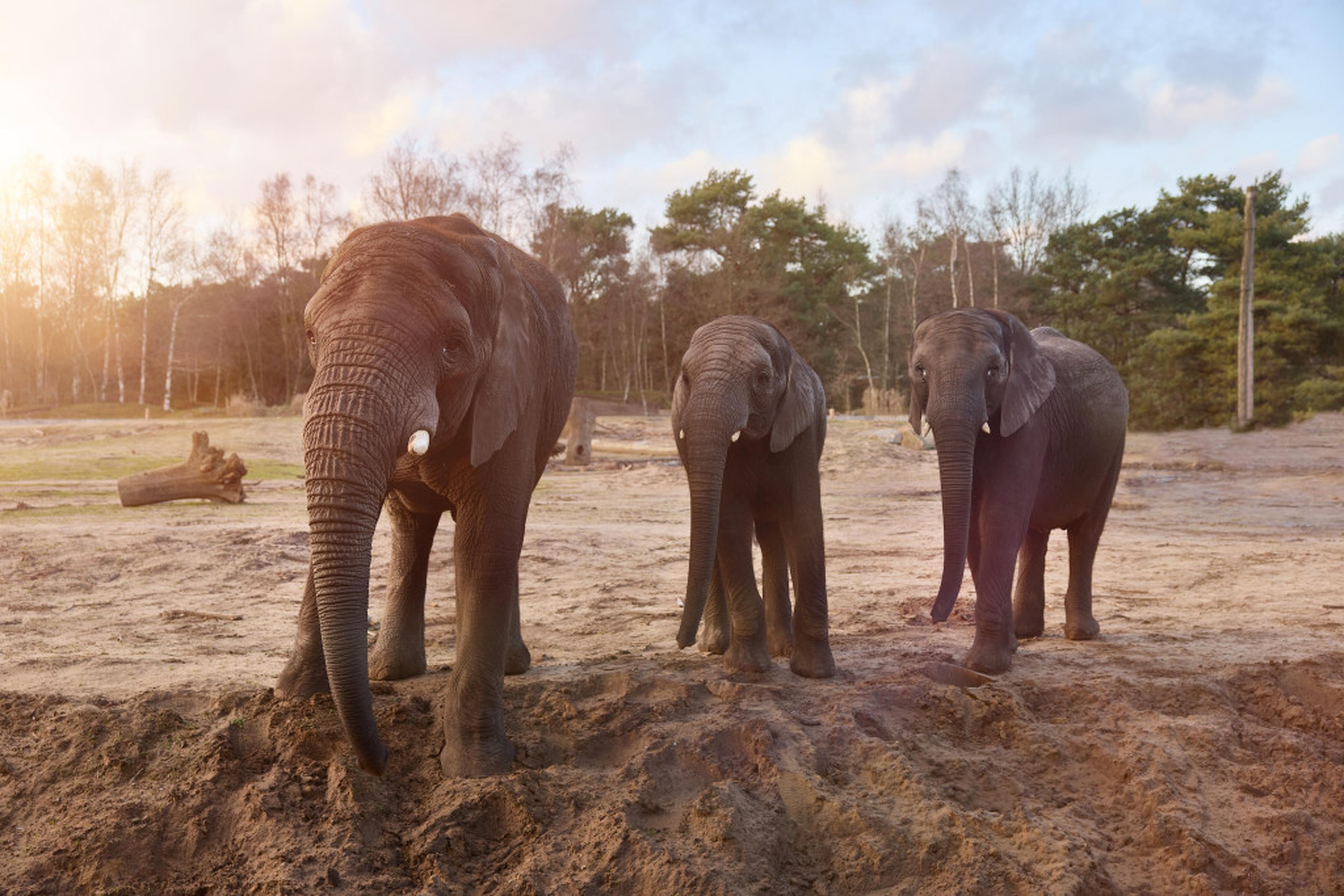 Olifanten in het zand bij Safaripark Beekse Bergen