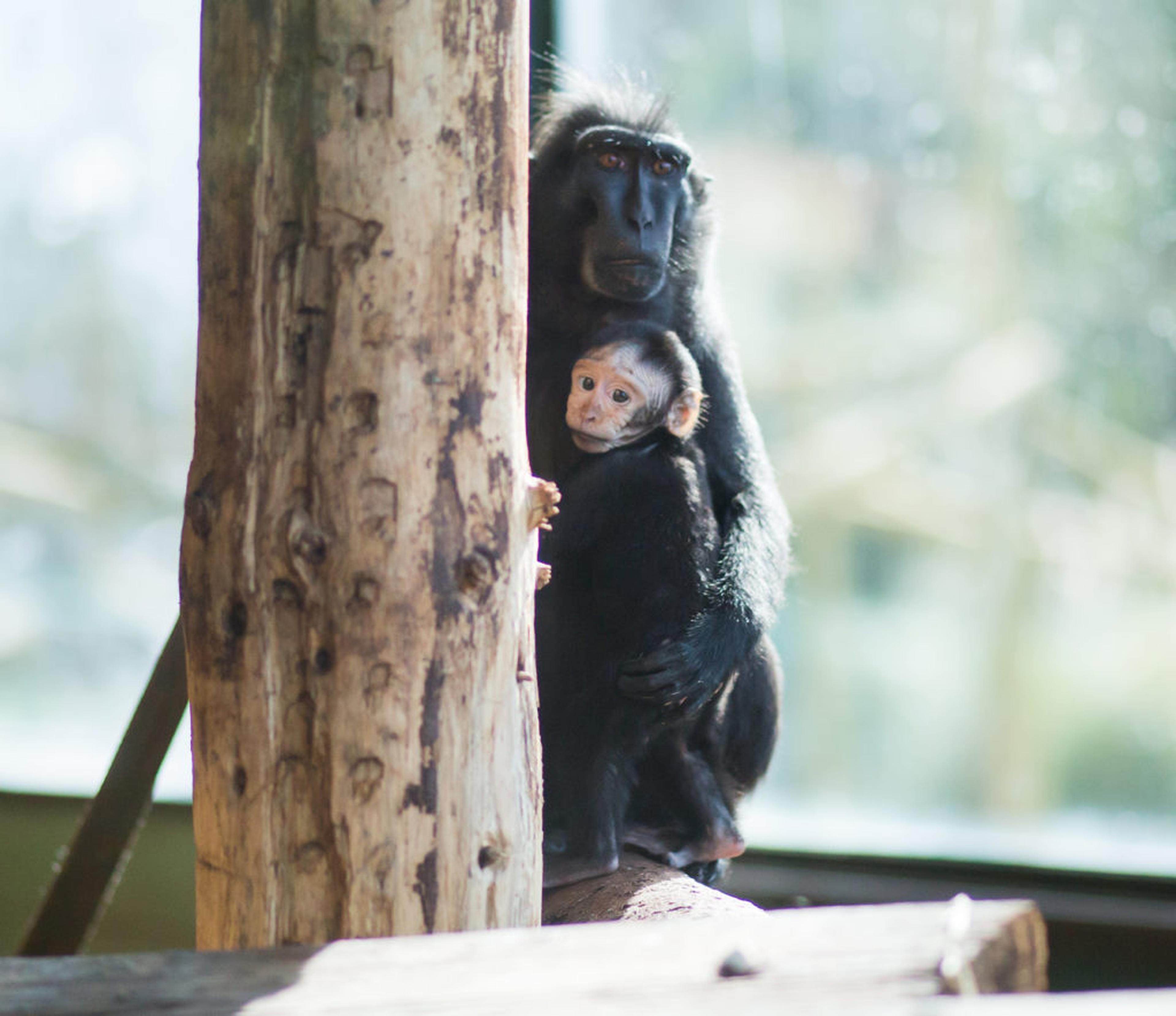 Critically Endangered Sulawesi crested black macaque holding Infant