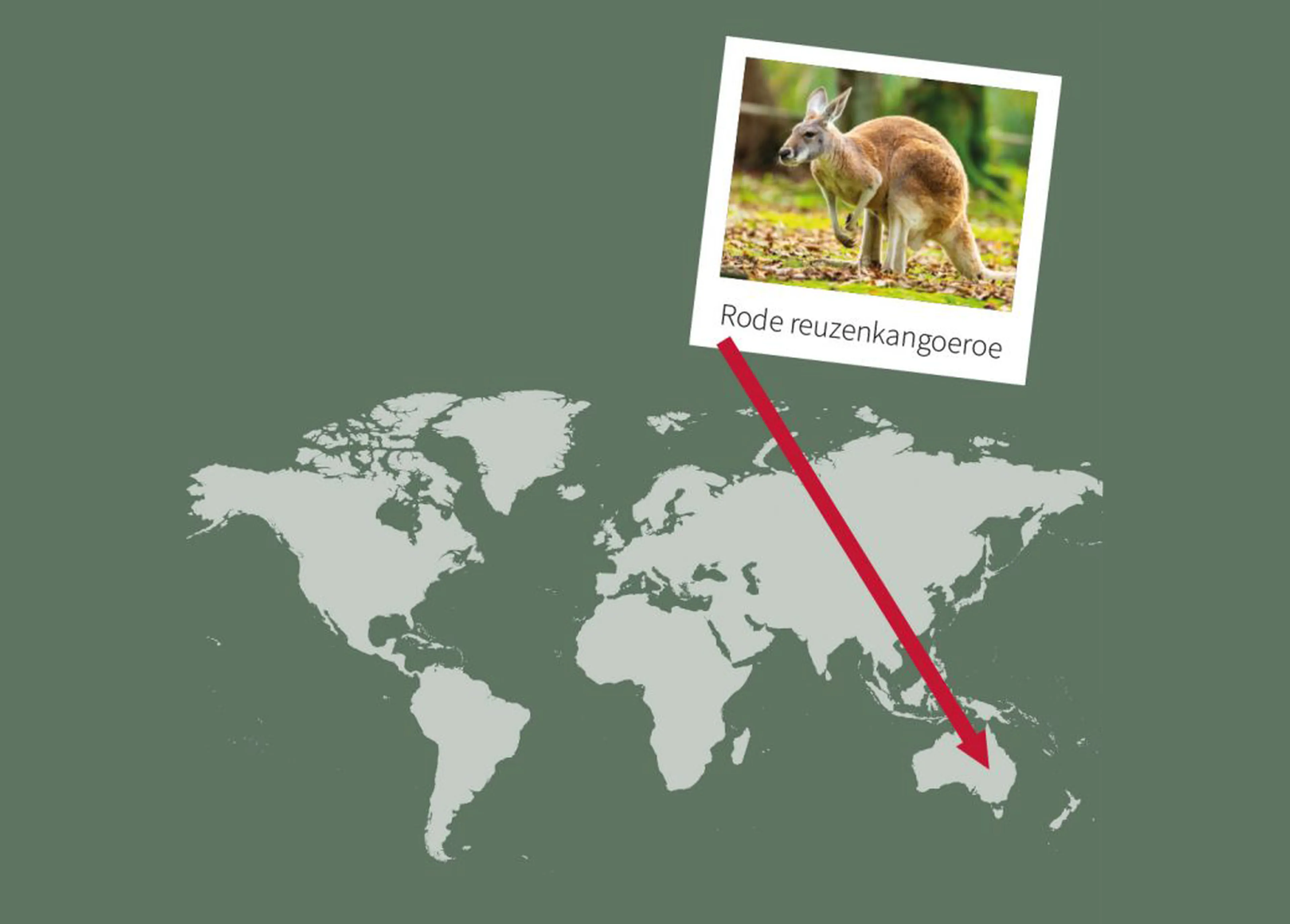 Opdracht 6 landkaart paspoort Reuzenkangoeroe AquaZoo Leeuwarden