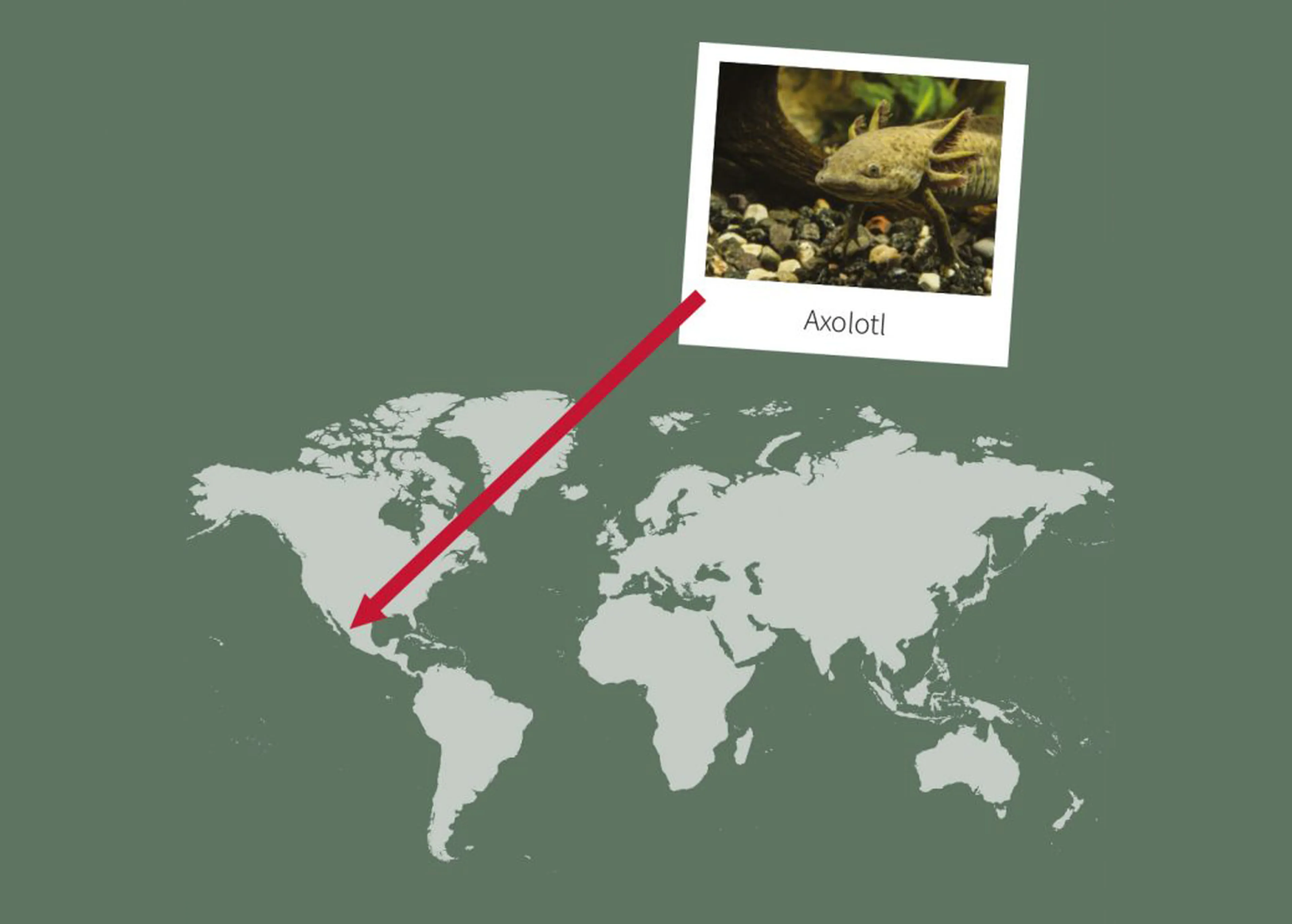 Opdracht 6 landkaart paspoort Axolorl AquaZoo Leeuwarden