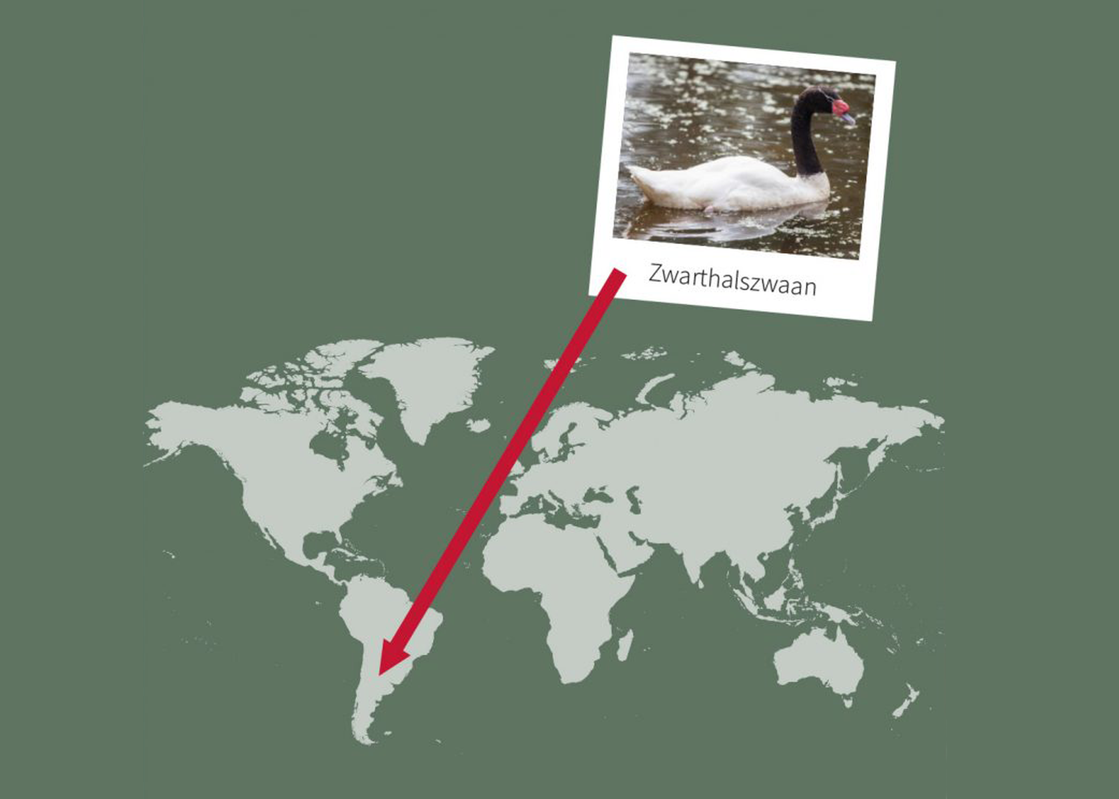 Opdracht 6 landkaart paspoort Zwarthalszwaan AquaZoo Leeuwarden