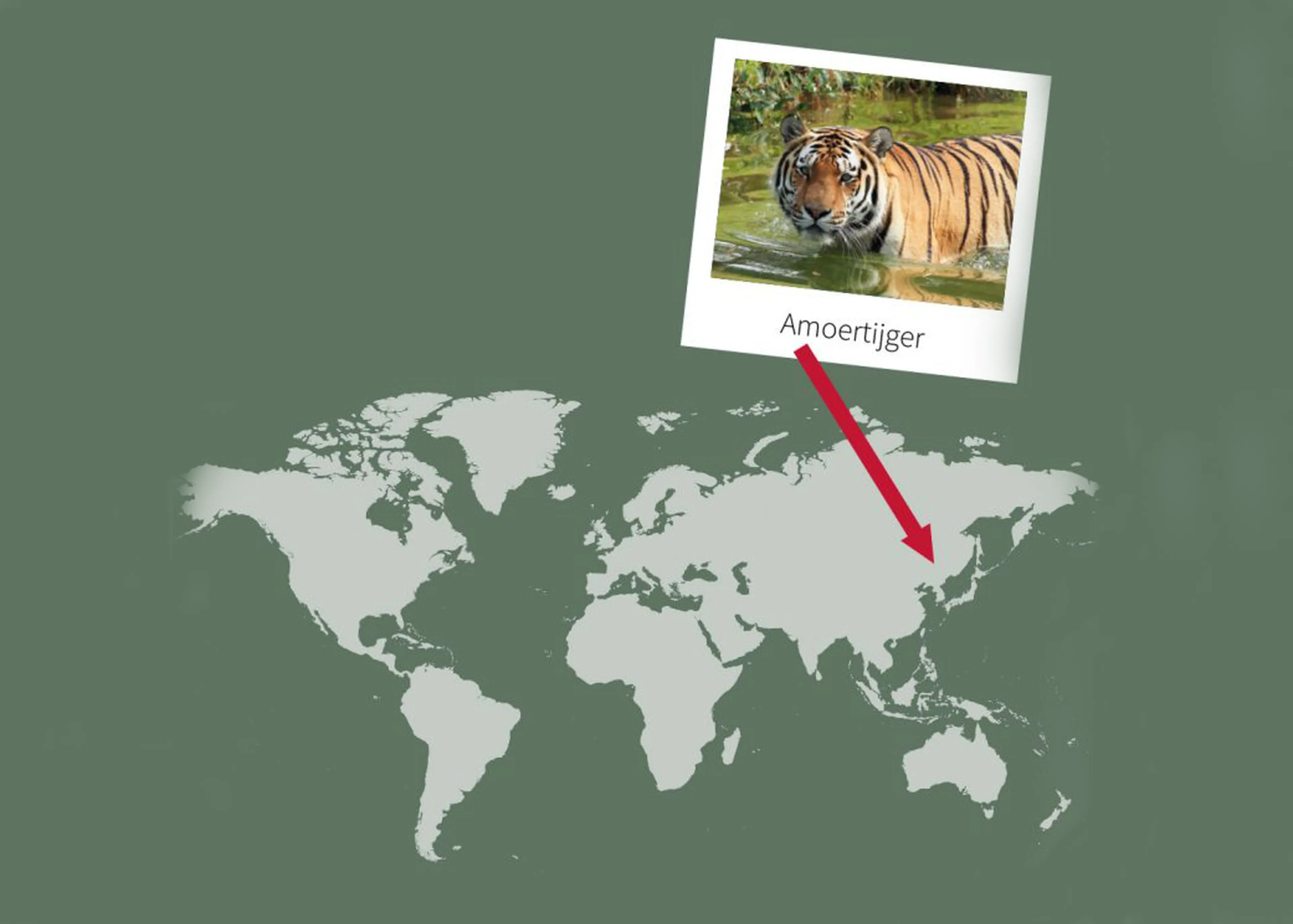 Opdracht 6 landkaart paspoort Amoertijger AquaZoo Leeuwarden