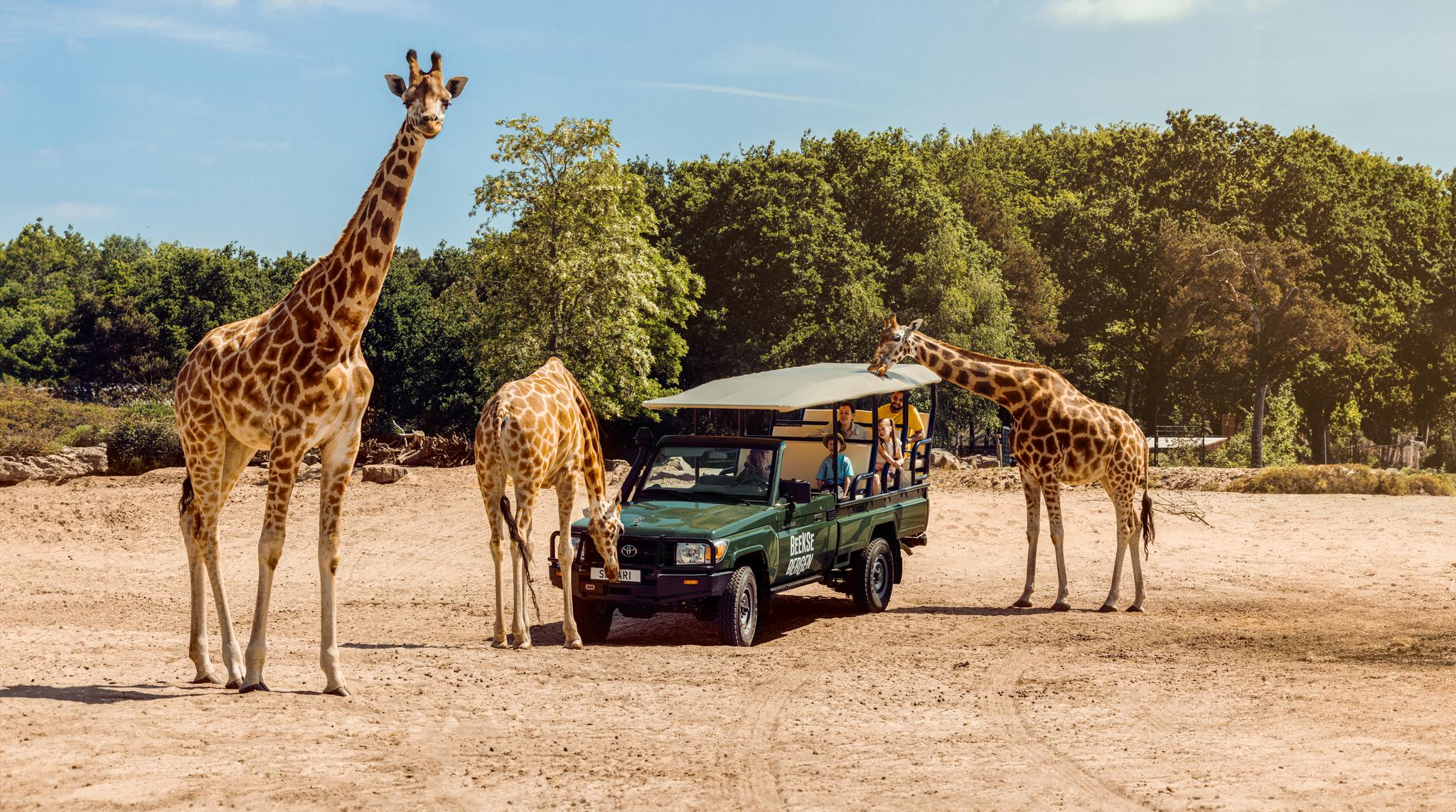 Gamedrive giraffen de Wildste Zomer zomercampagne in Safaripark Beekse Bergen
