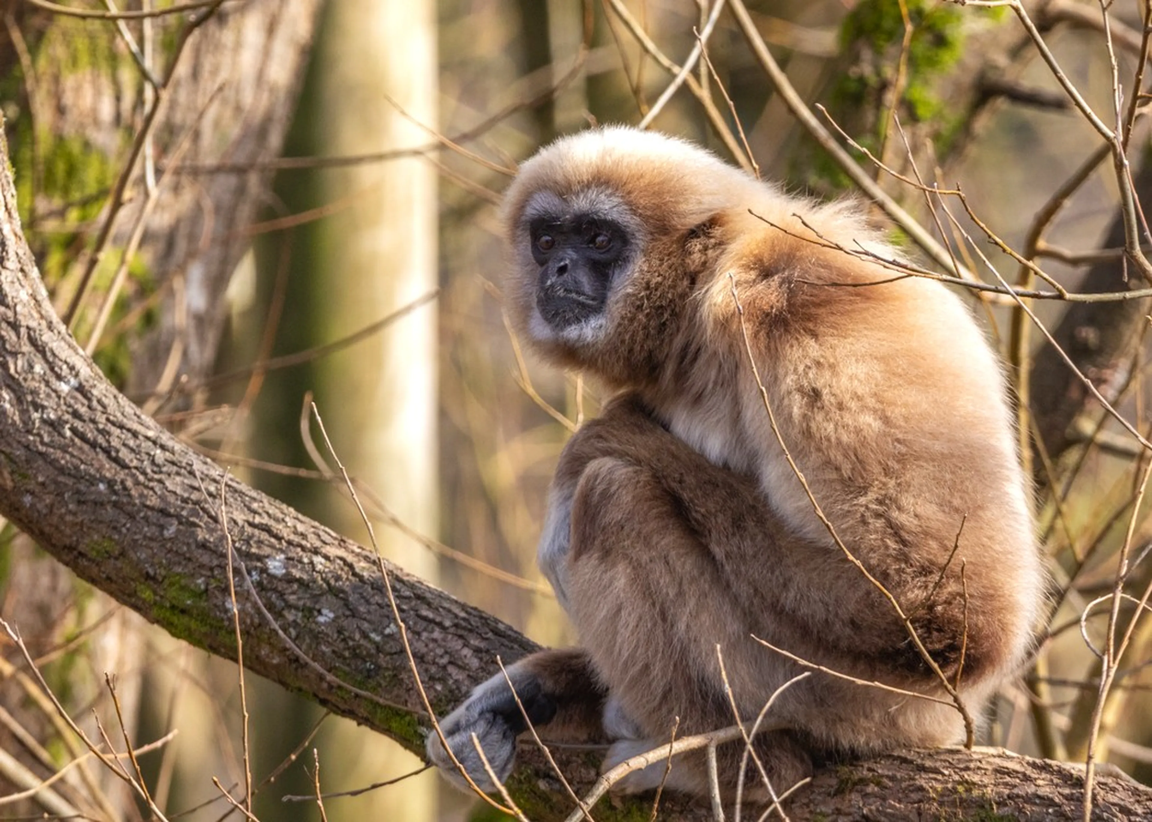 Male lar gibbon sitting in a tree looking out at Paignton Zoo in Devon, UK