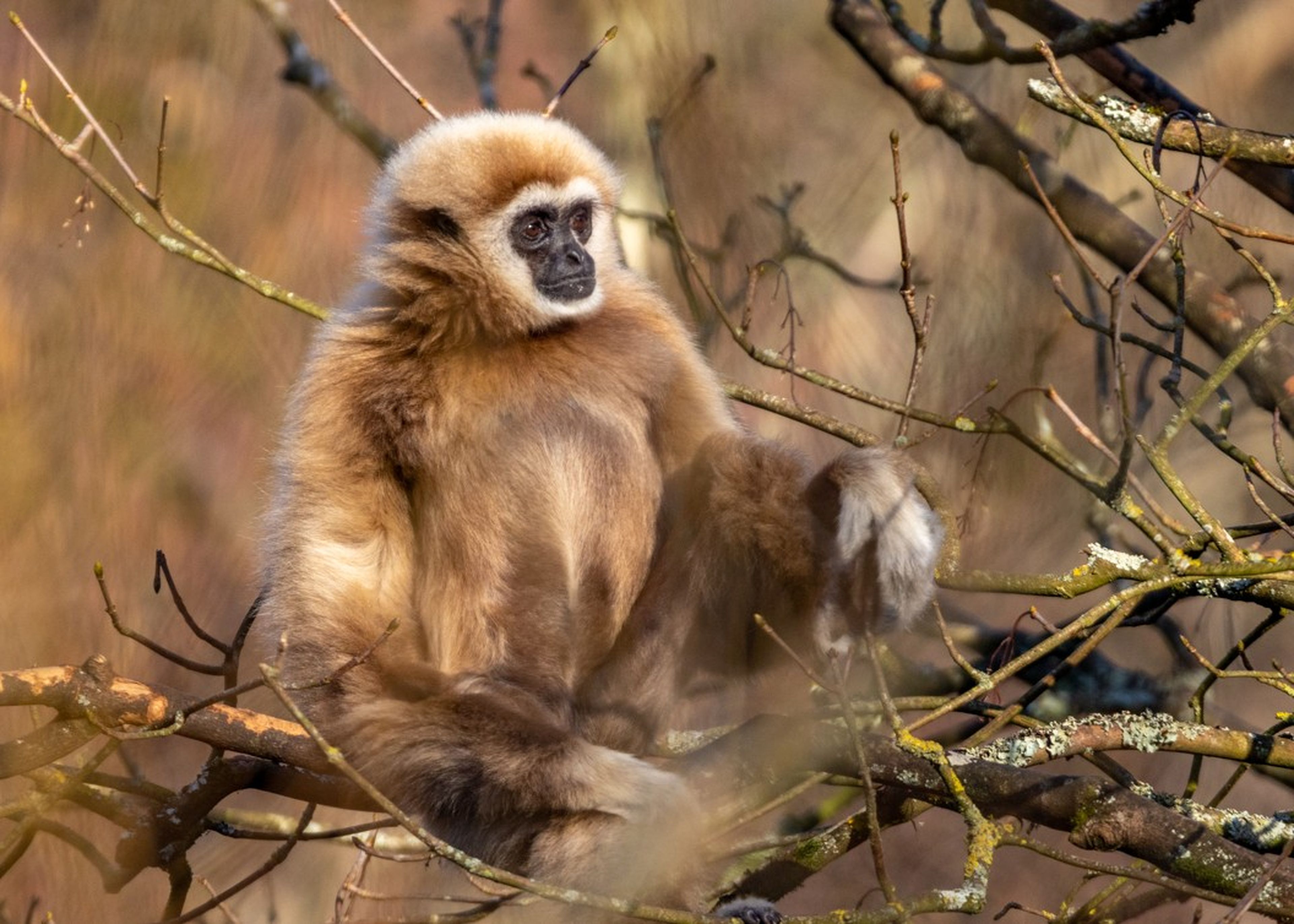 Young lar gibbon sitting in a tree looking out at Paignton Zoo in Devon, UK