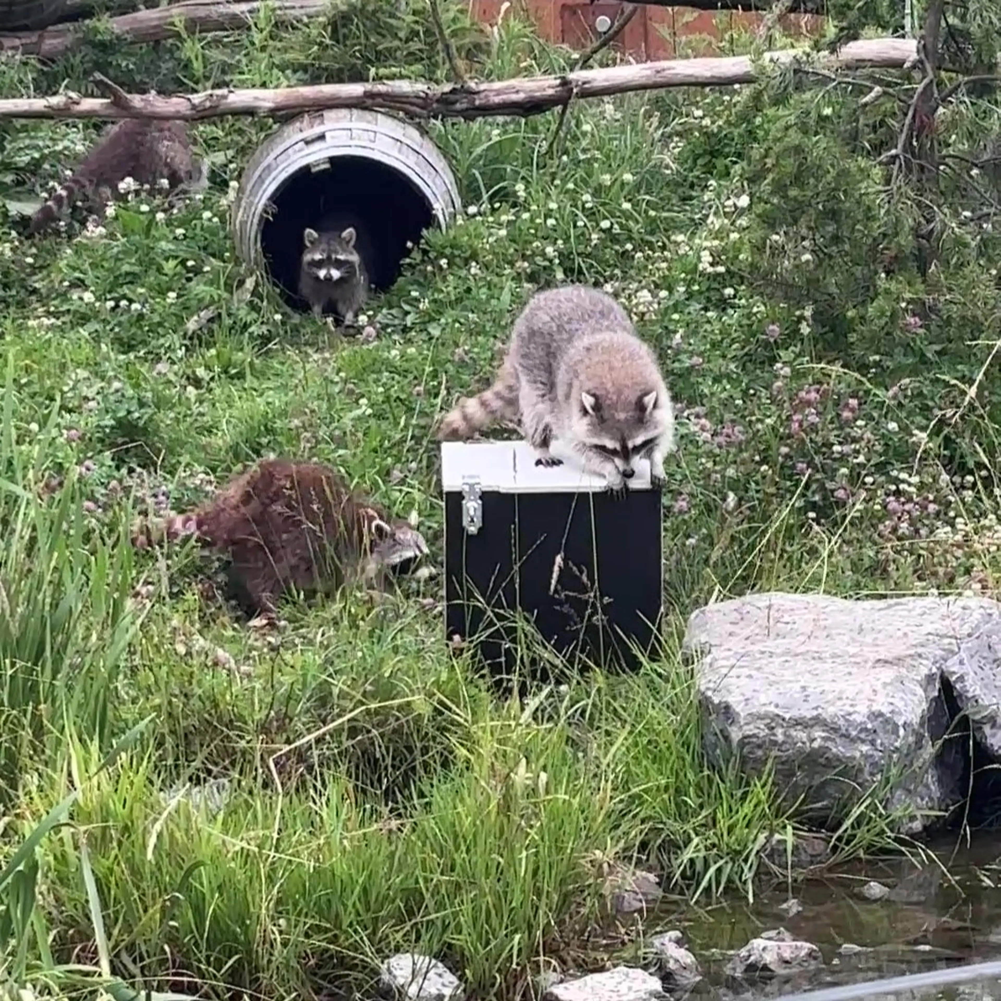 Waku Waku wasberen AquaZoo Leeuwarden