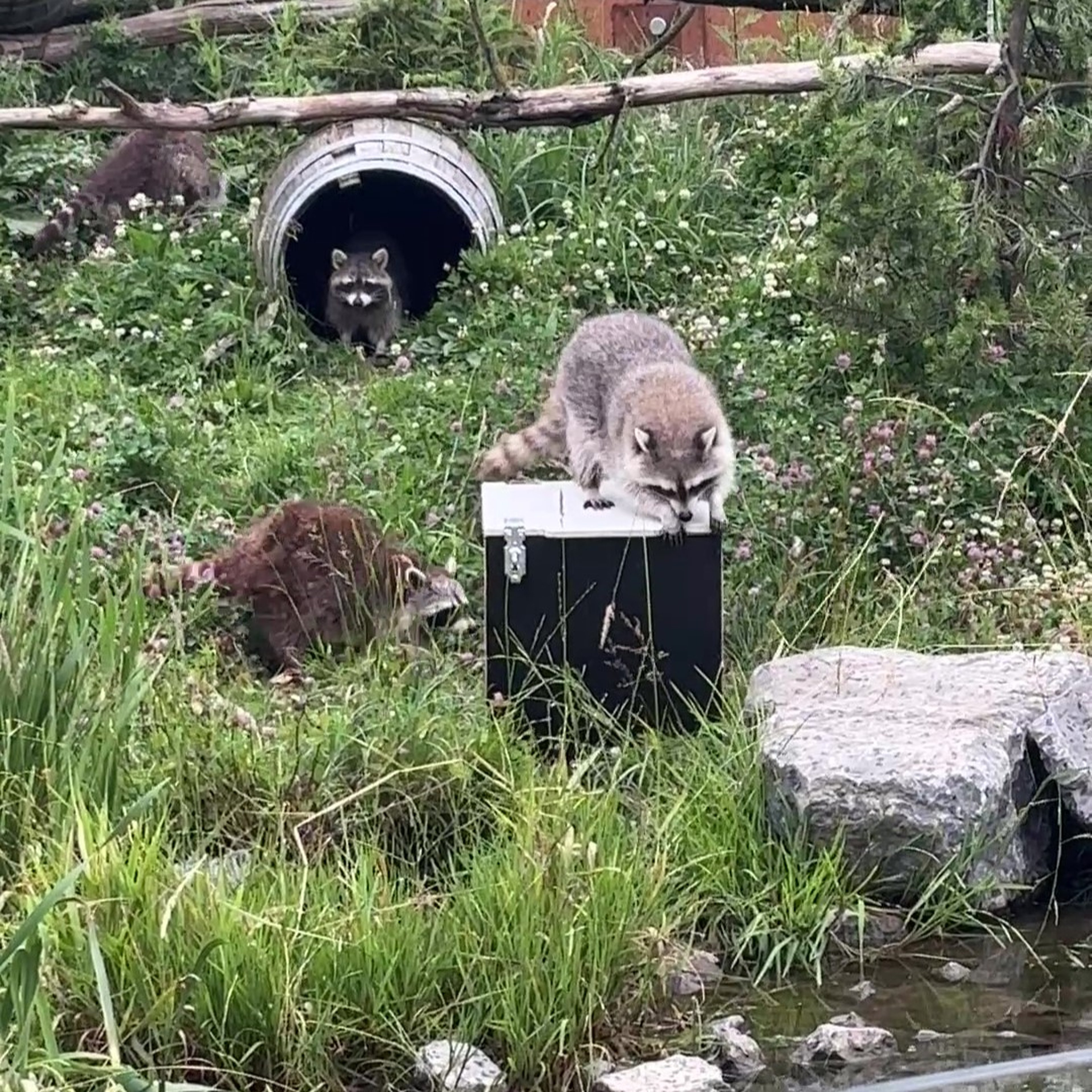 Waku Waku wasberen AquaZoo Leeuwarden
