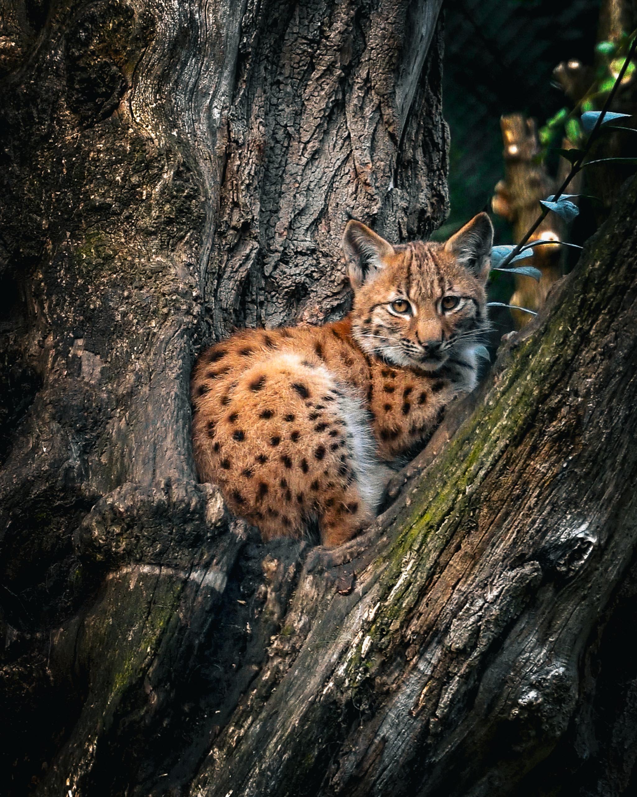 Een jonge Euraziatische lynx klimt in een boom bij Eindhoven Zoo.