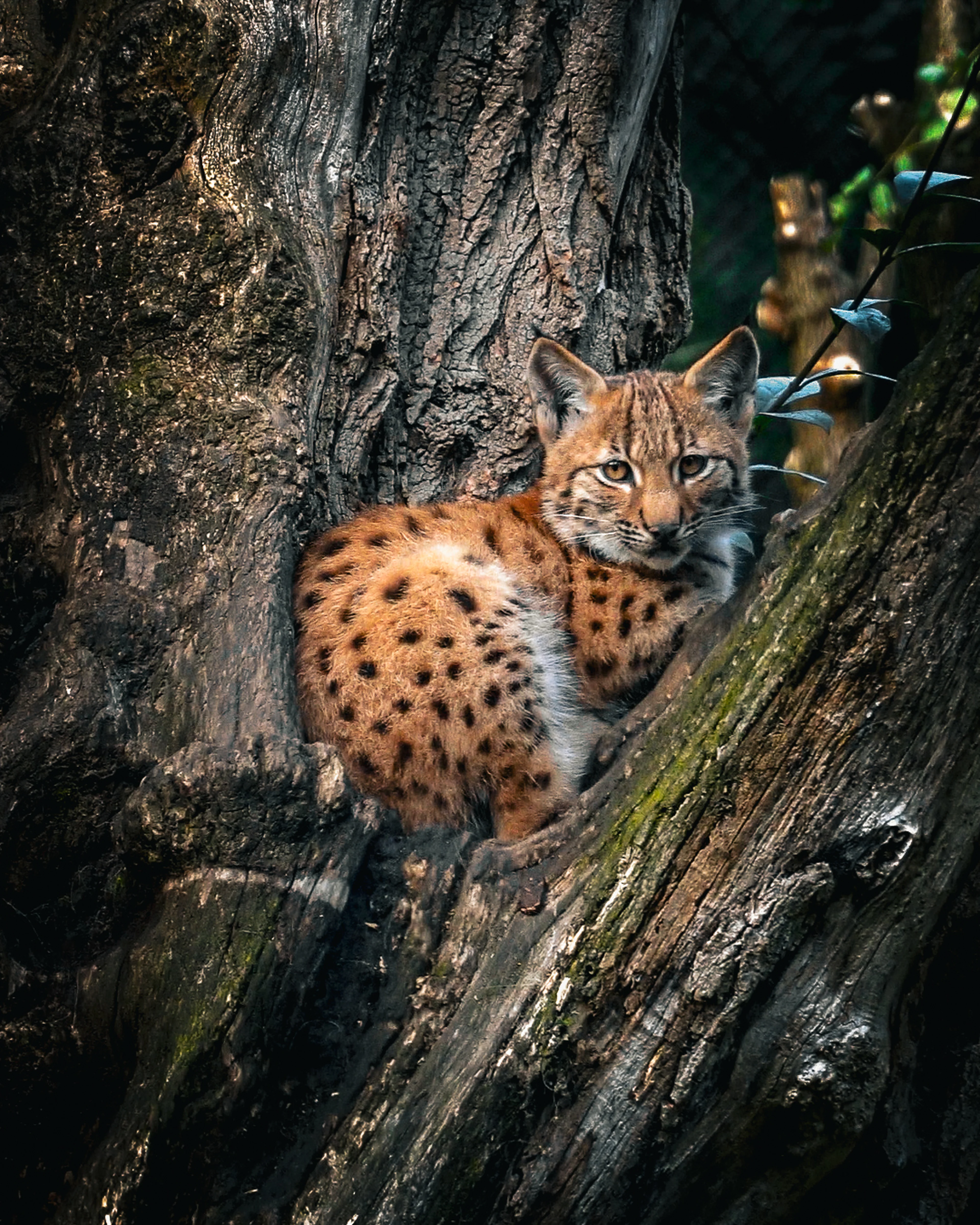 Een jonge Euraziatische lynx klimt in een boom bij Eindhoven Zoo.
