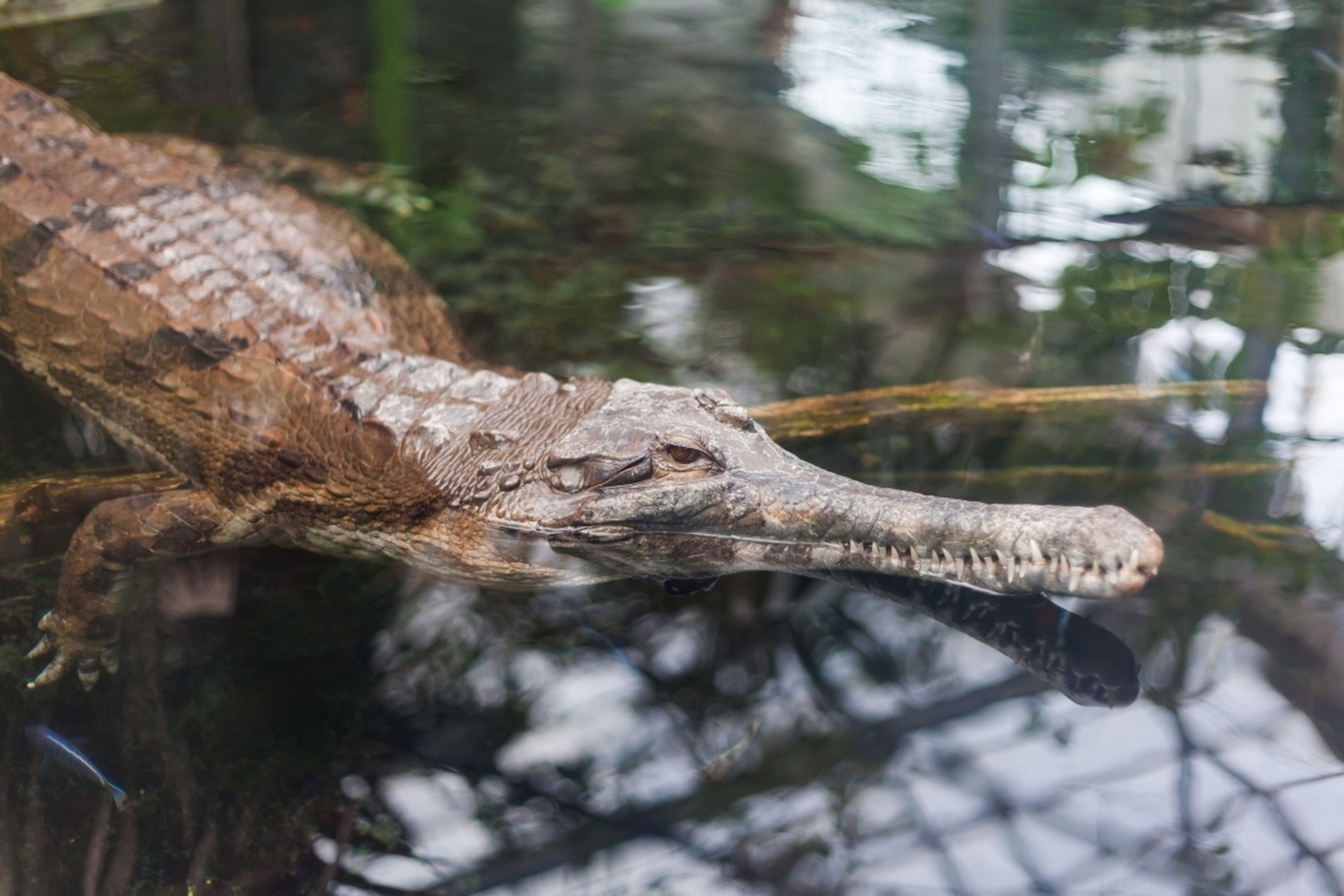 Gharial with a long, slender snout partially submerged in water, surrounded by reflections of trees and foliage.