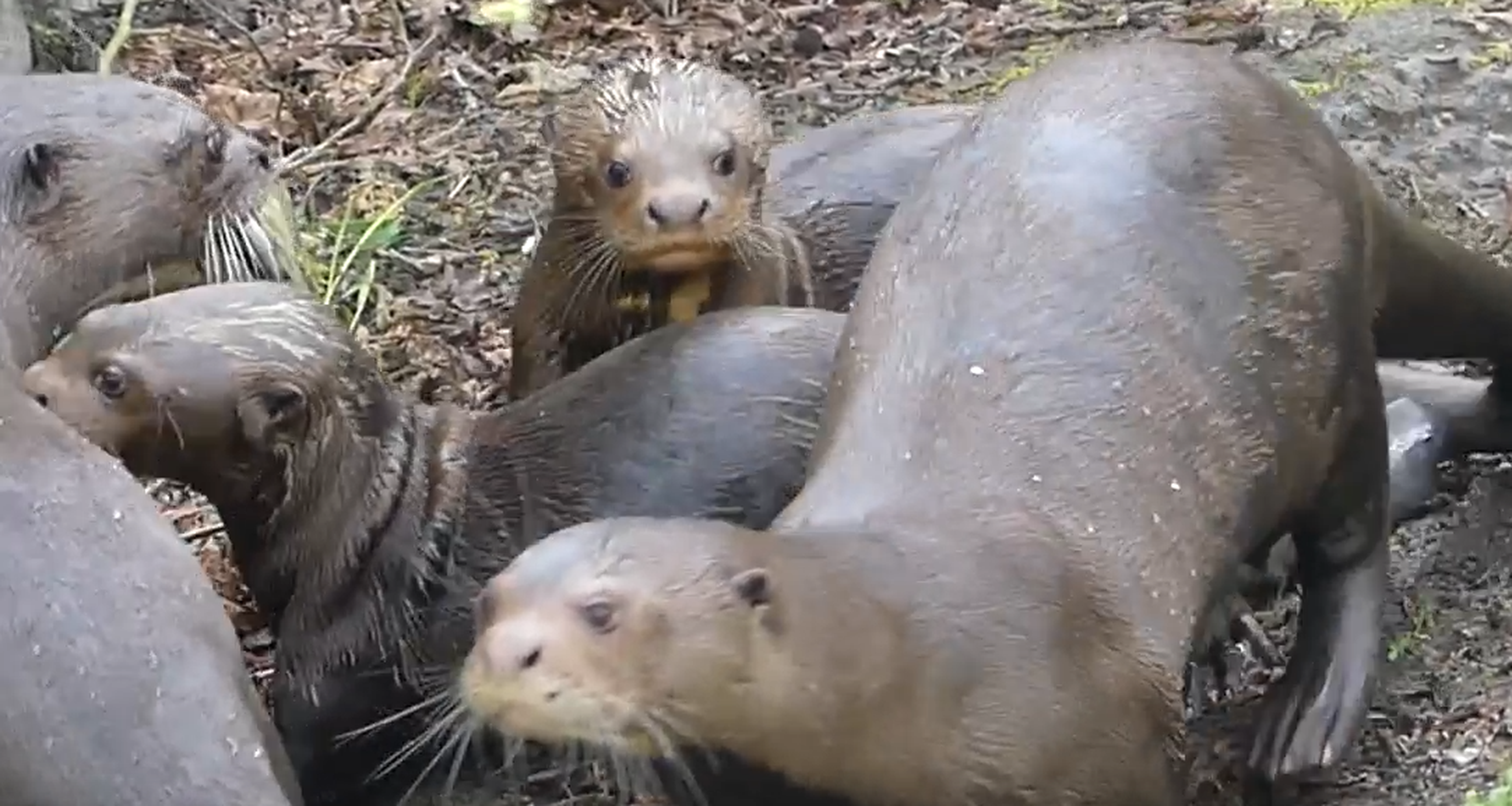 Reuzenotter jongen voor de eerste keer buiten in AquaZoo Leeuwarden