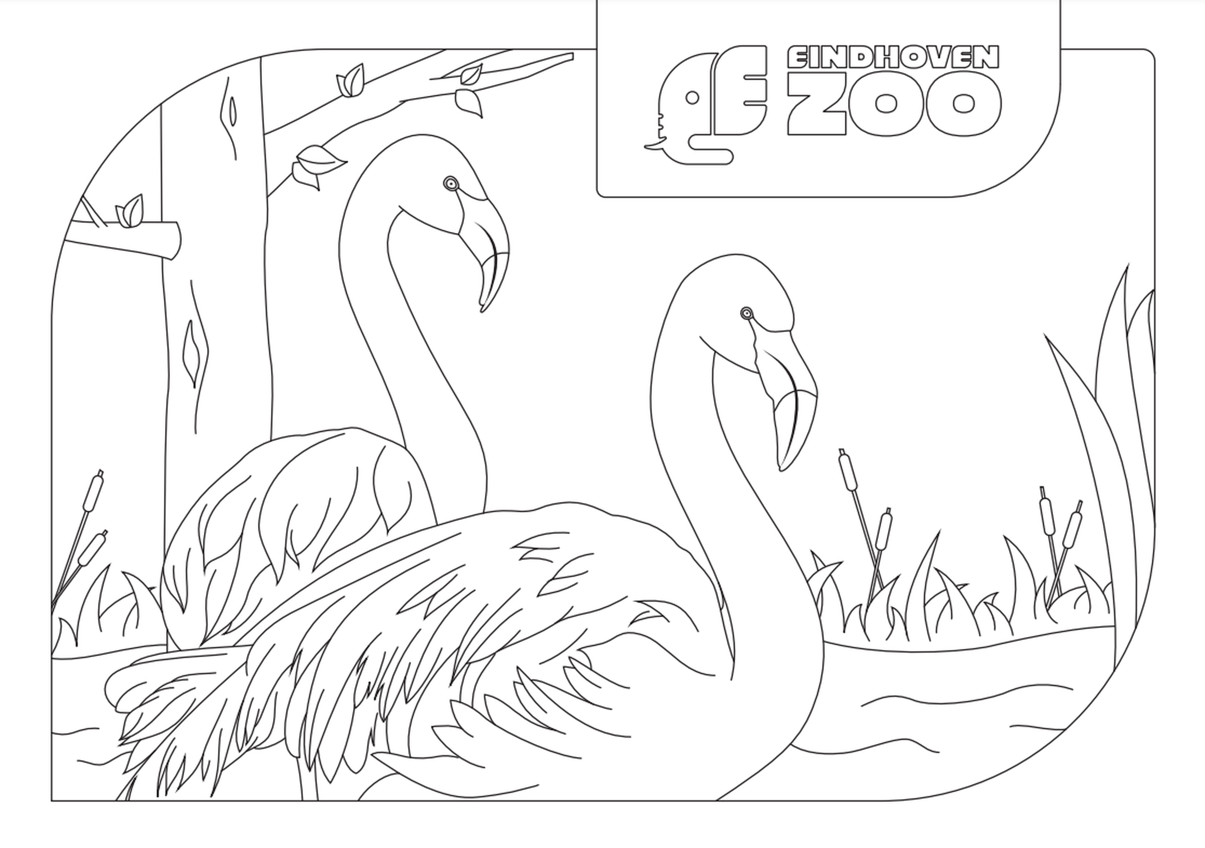 flamingo kleurplaat Eindhoven Zoo