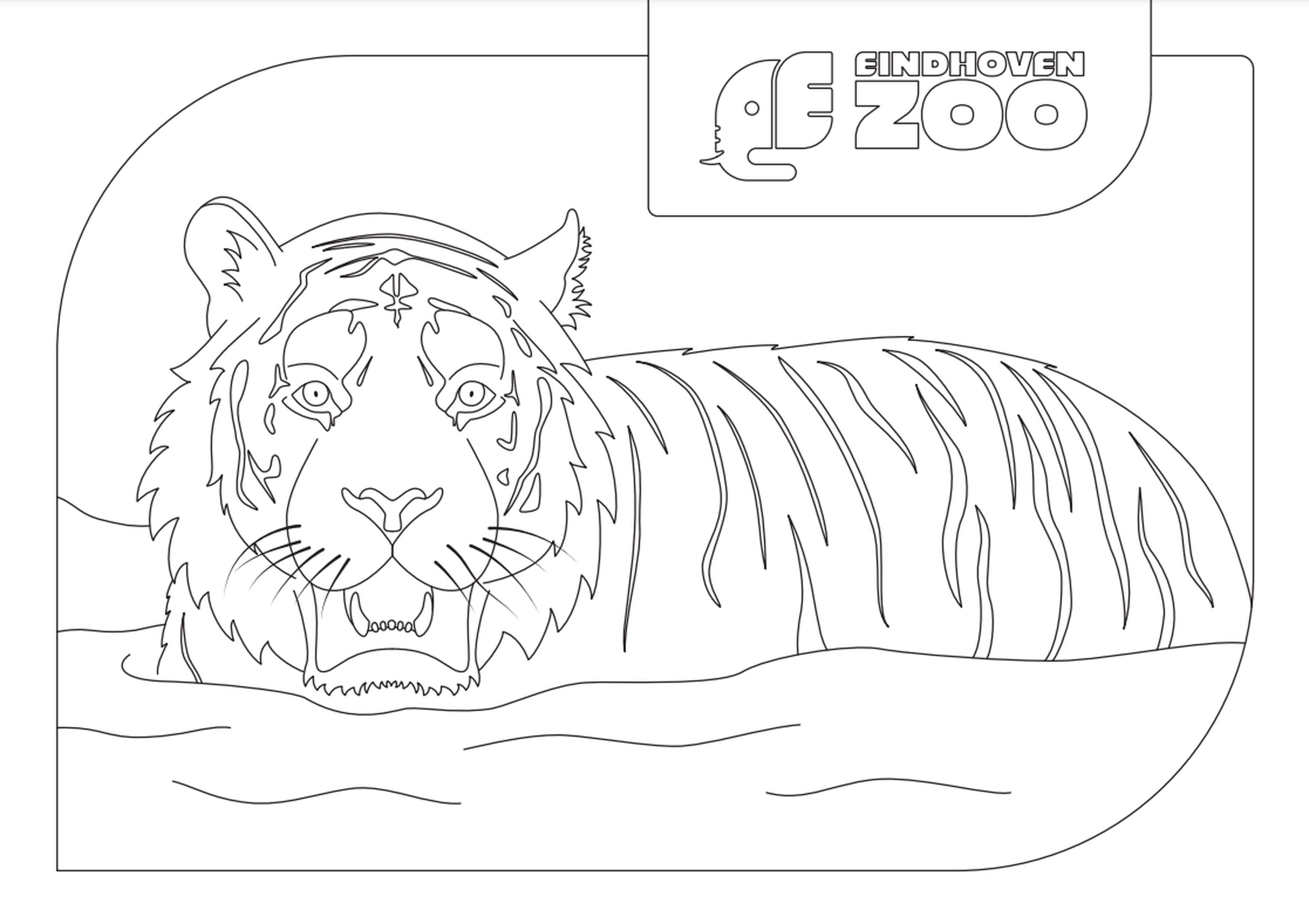 Kleurplaat tijger Eindhoven Zoo