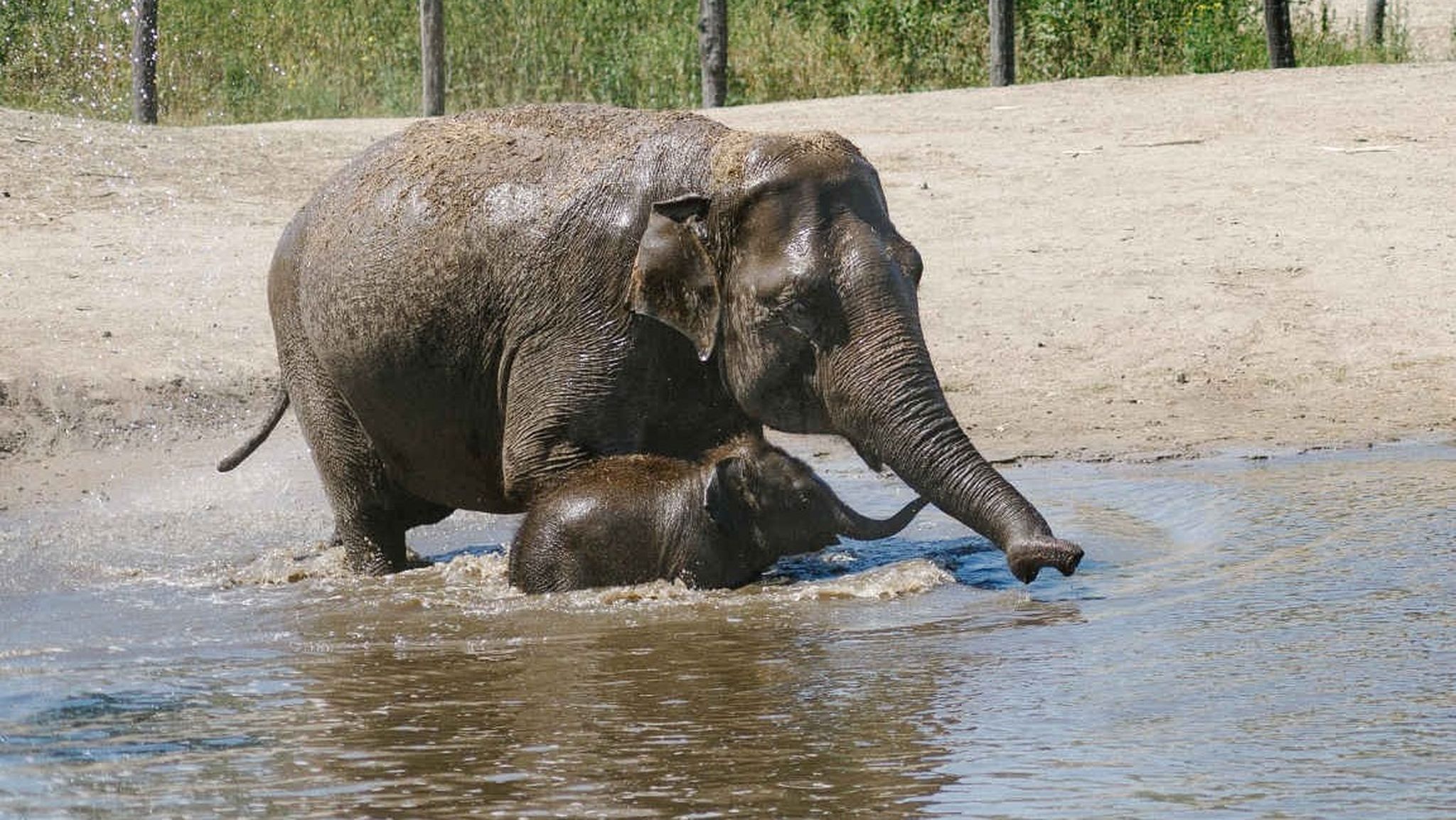 Een Aziatische olifant en haar jong spelen in het water bij Eindhoven Zoo.