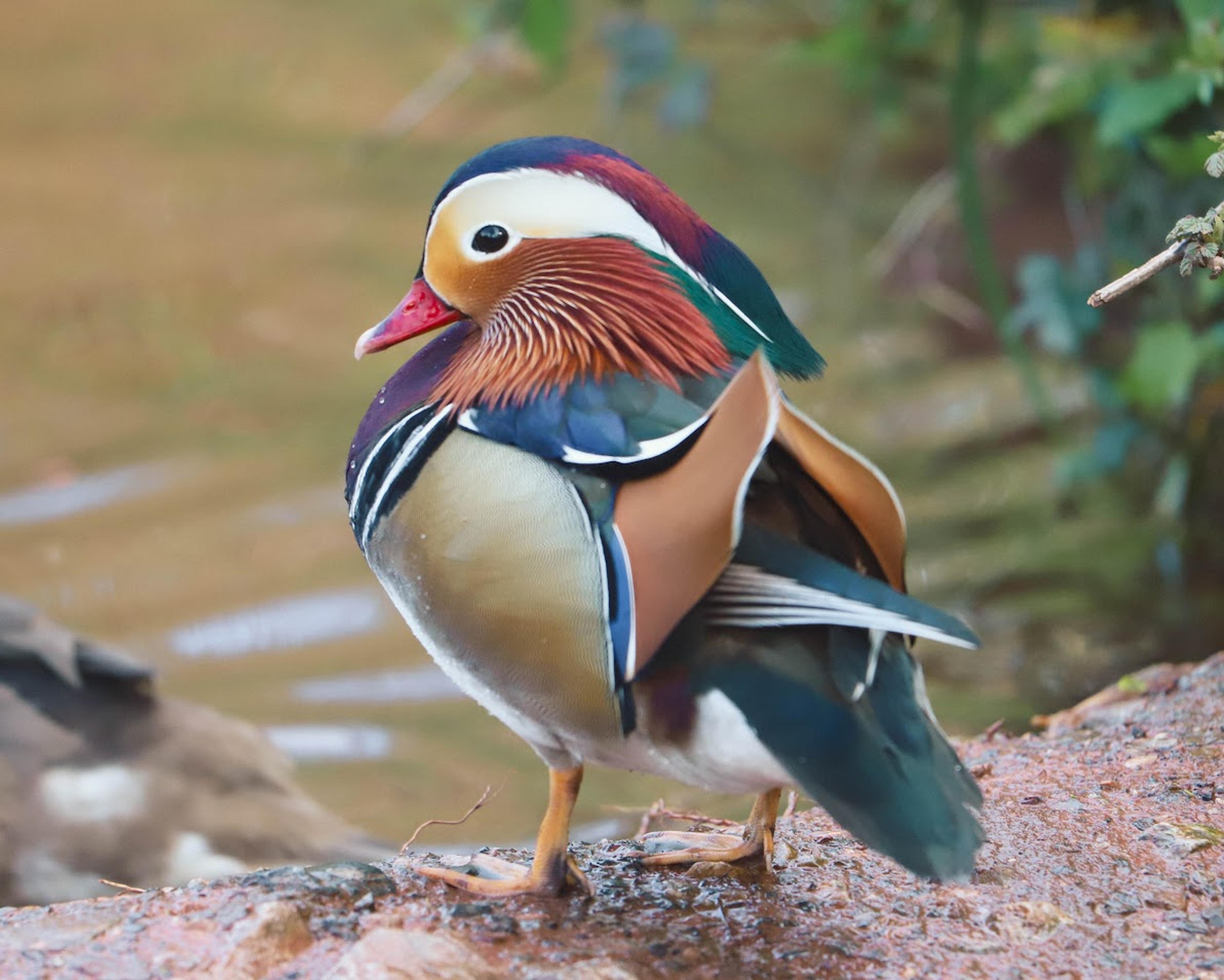 A colorful mandarin duck stands near water, displaying vibrant plumage with shades of orange, green, blue, and white.