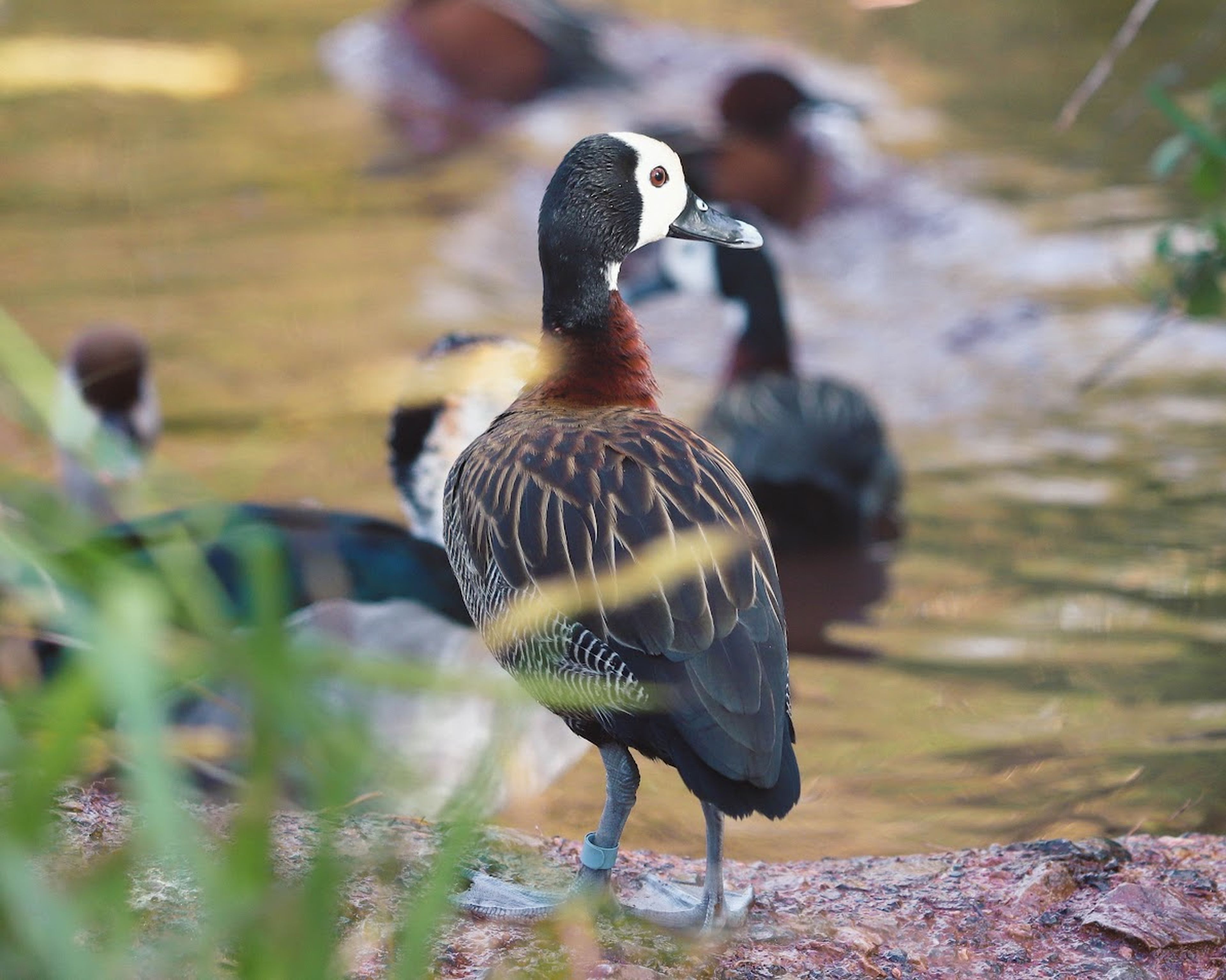 A white-faced whistling duck stands by a pond, turning its head. Blurred ducks and foliage are visible in the background.