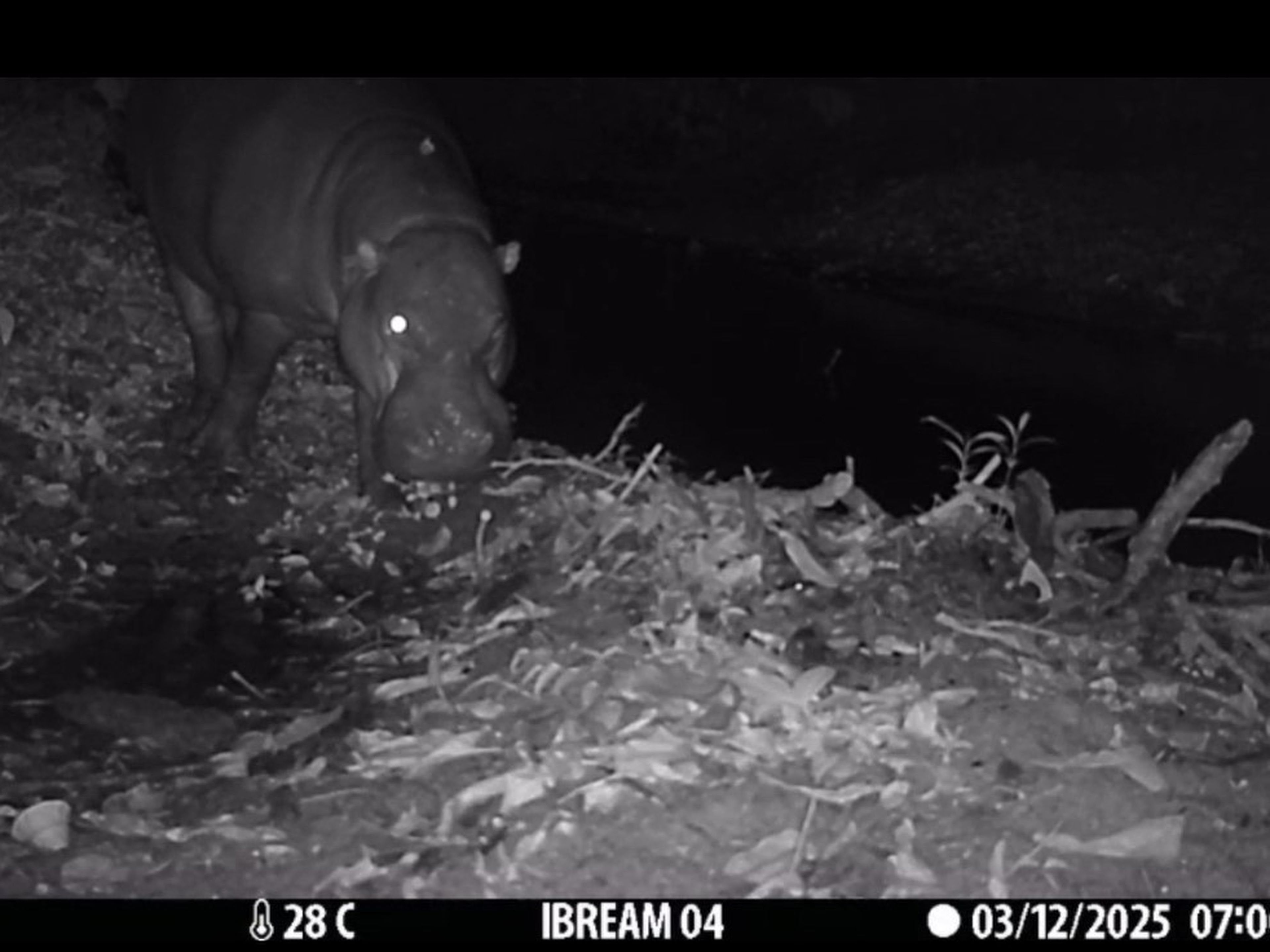 Een stilstaand beeld van een dwergnijlpaard voor een van de camera's van IBREAM en Stichting Wildlife