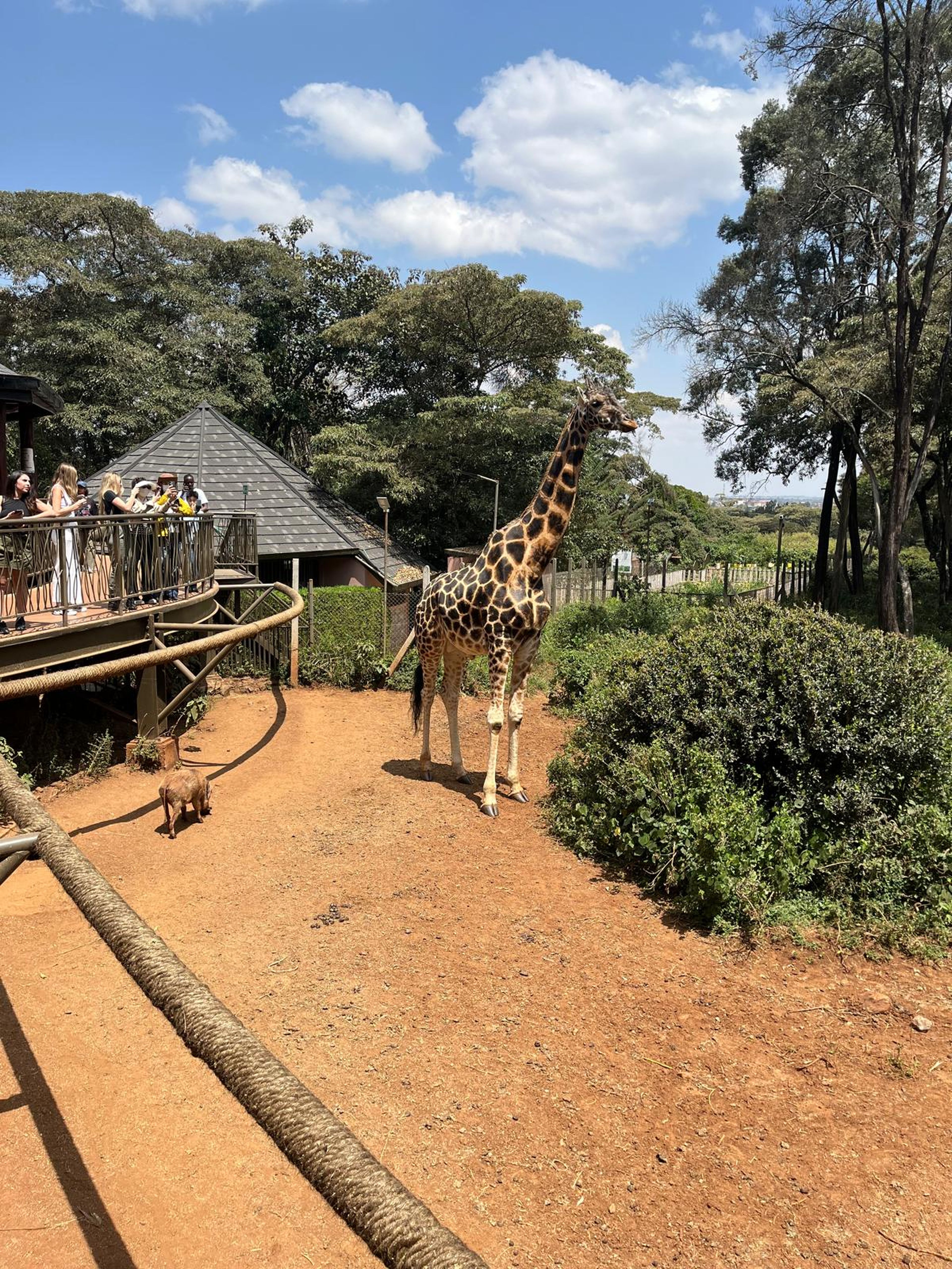 Een giraffe bij het Giraffe centre bij Nairobi, Kenia.